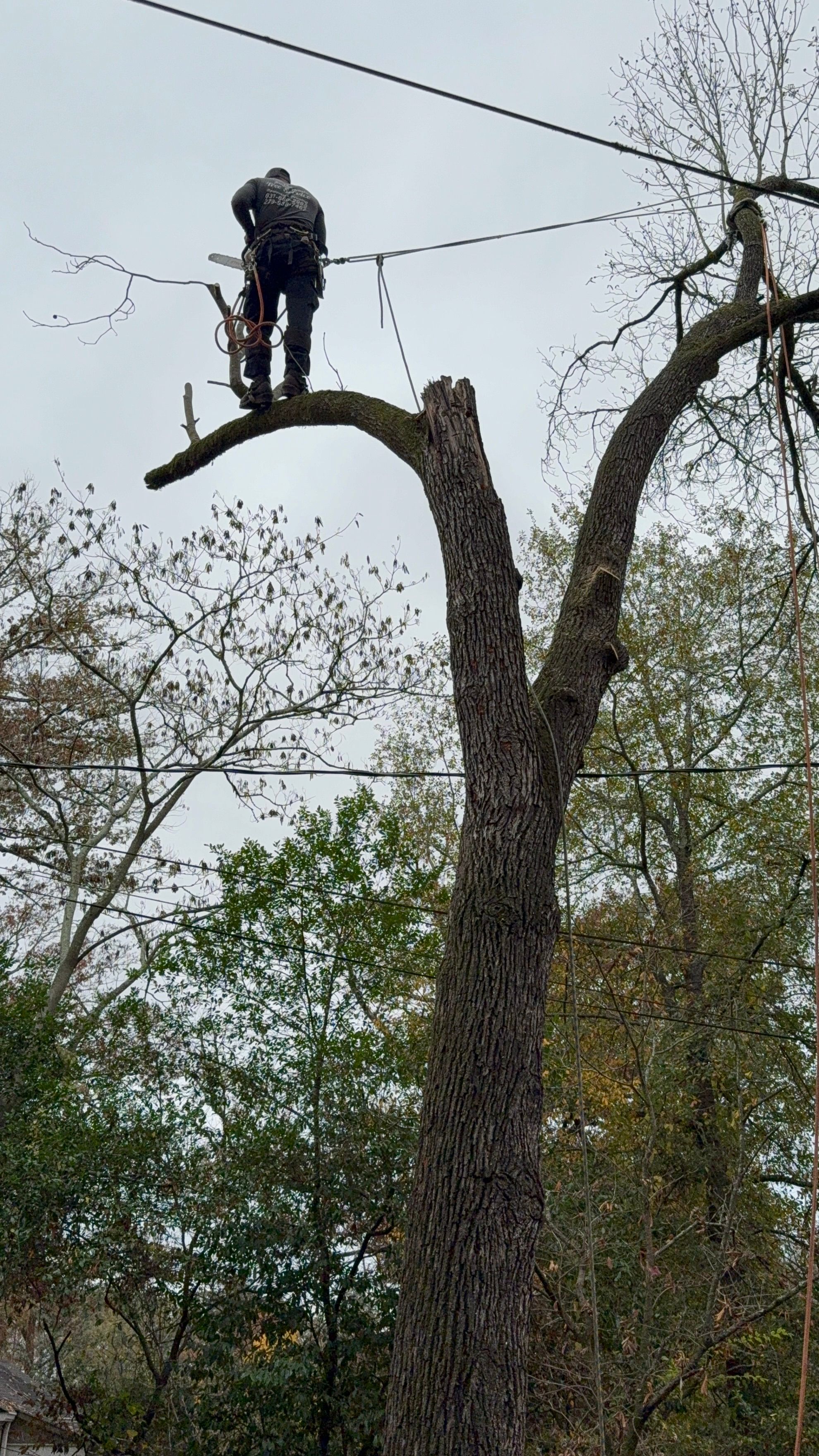  for T N L - Tree and Land Service in Reynolds, GA