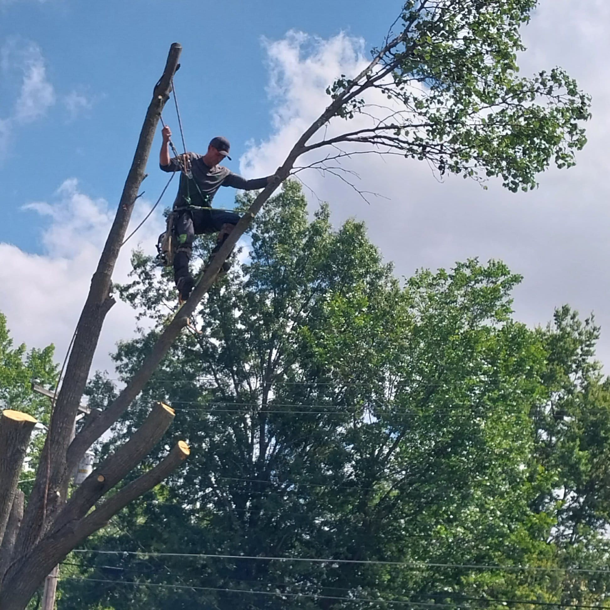  for Sky High Tree Service in Columbia, MO