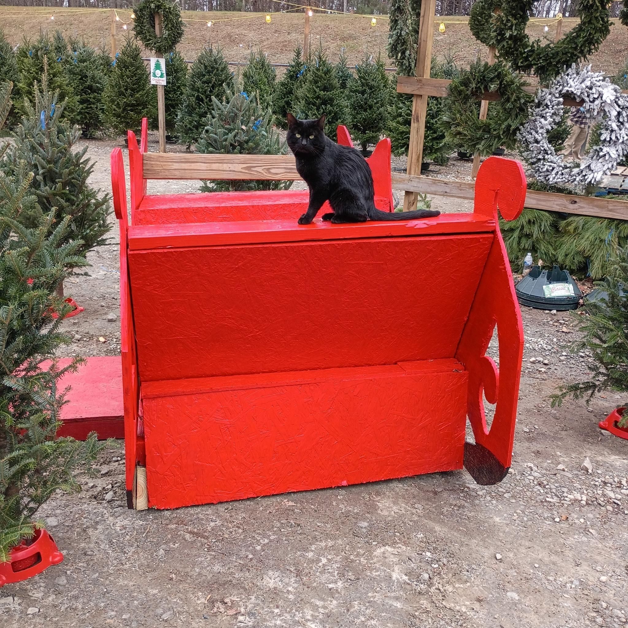 All Photos for BAM Another Pinestraw Lot in Flowery Branch, GA