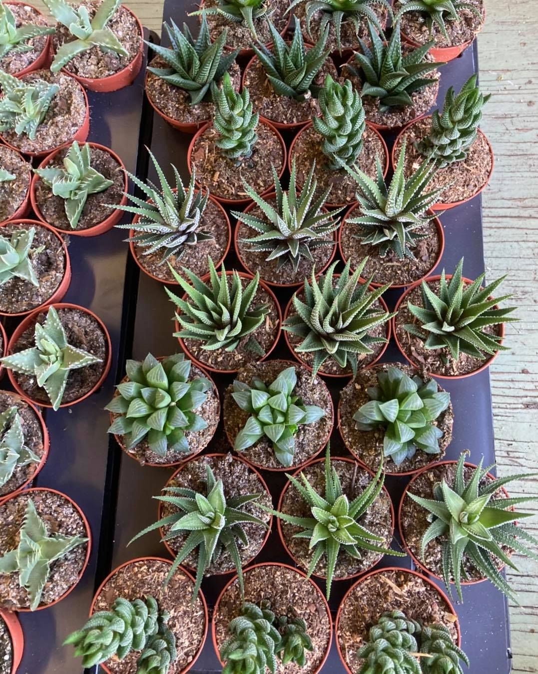 All Photos for S&R Landscaping and Nursery in Charlotte, NC