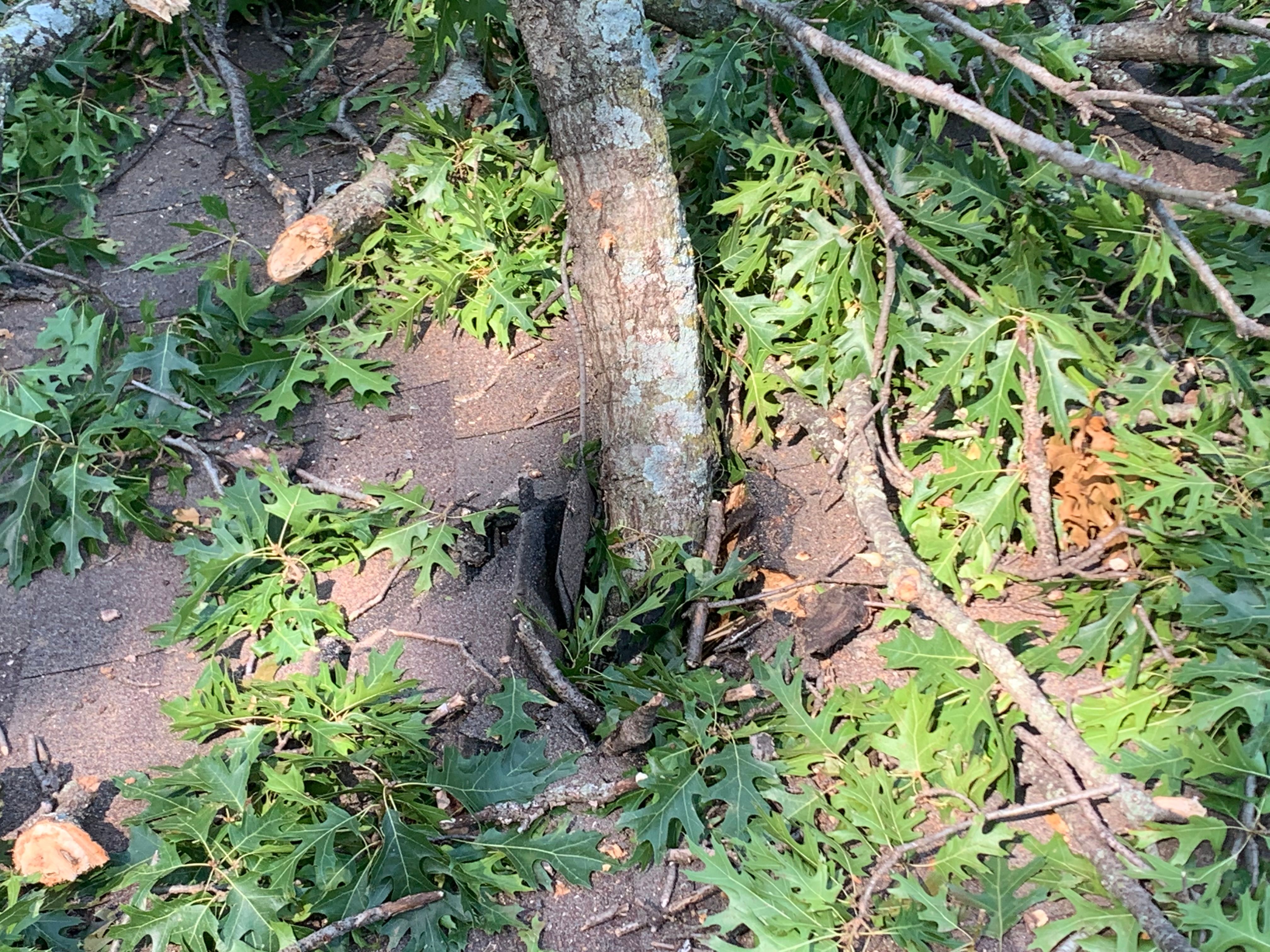  for TLC Professional Tree Service in Bedford, TX