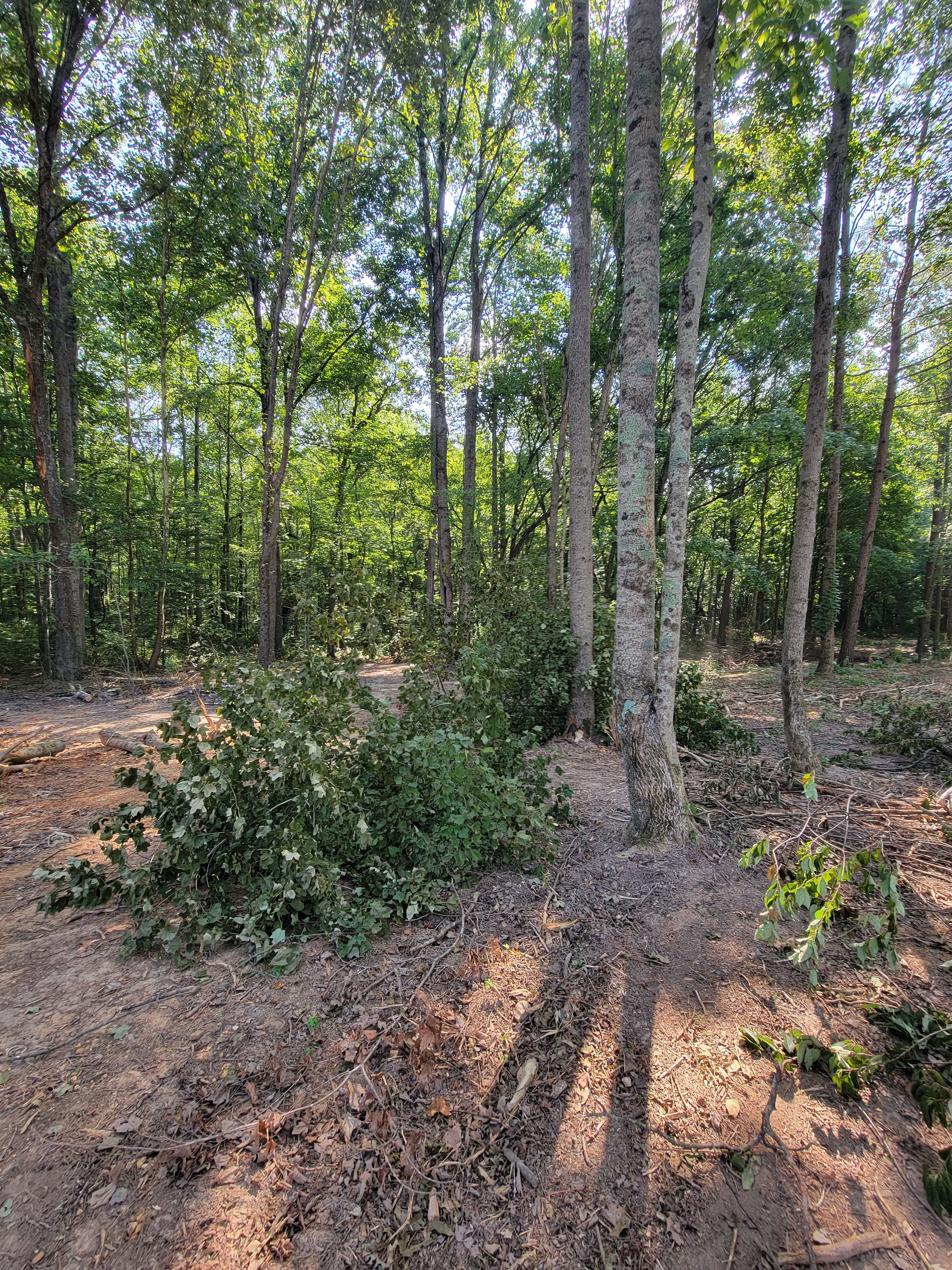  for Z's Land Management & Forestry Mulching in Smithville, TN