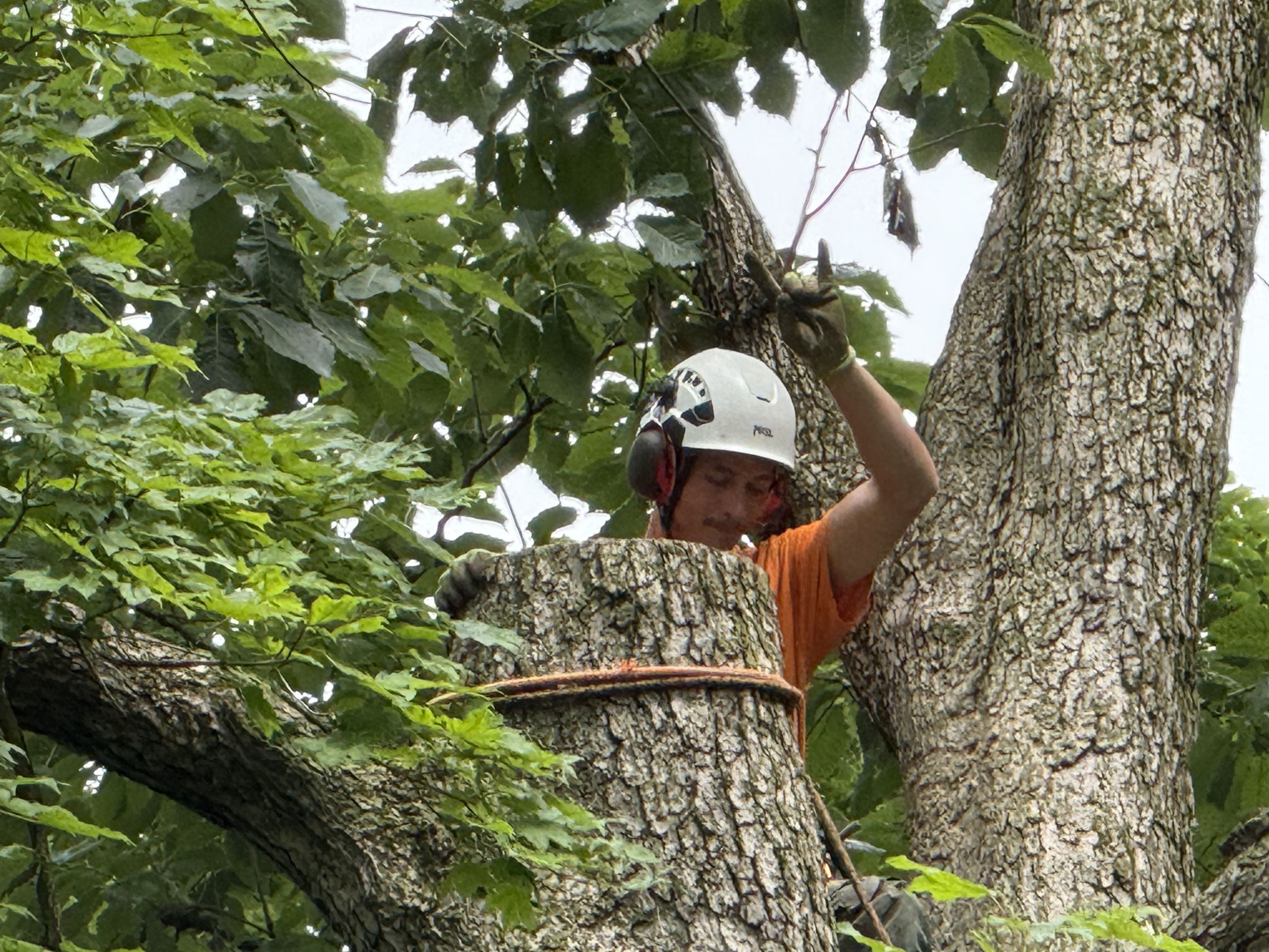  for Advanced Tree Solutions in Rockville, IN