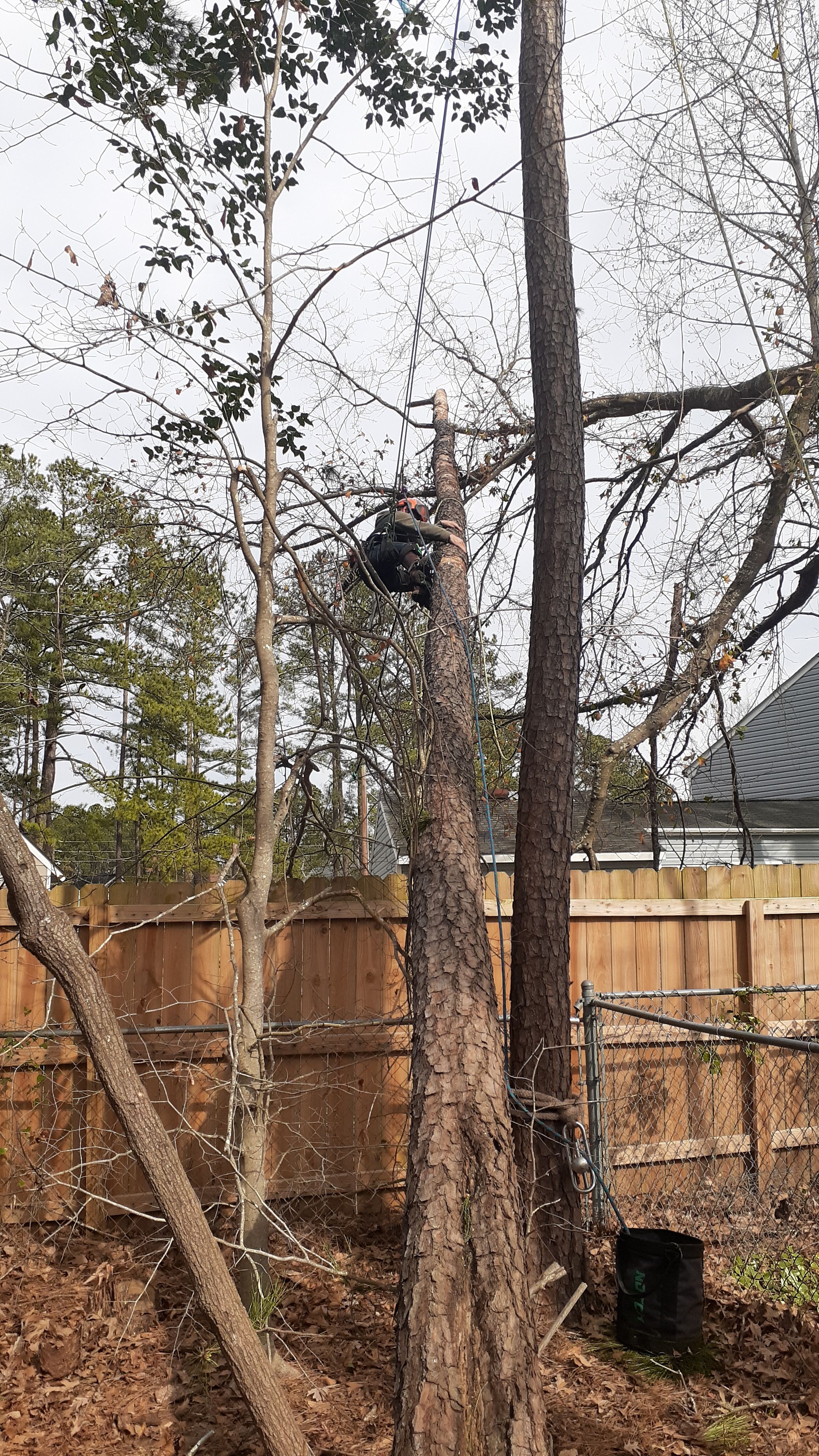 for Professional Tree Service USA in Chattanooga, TN