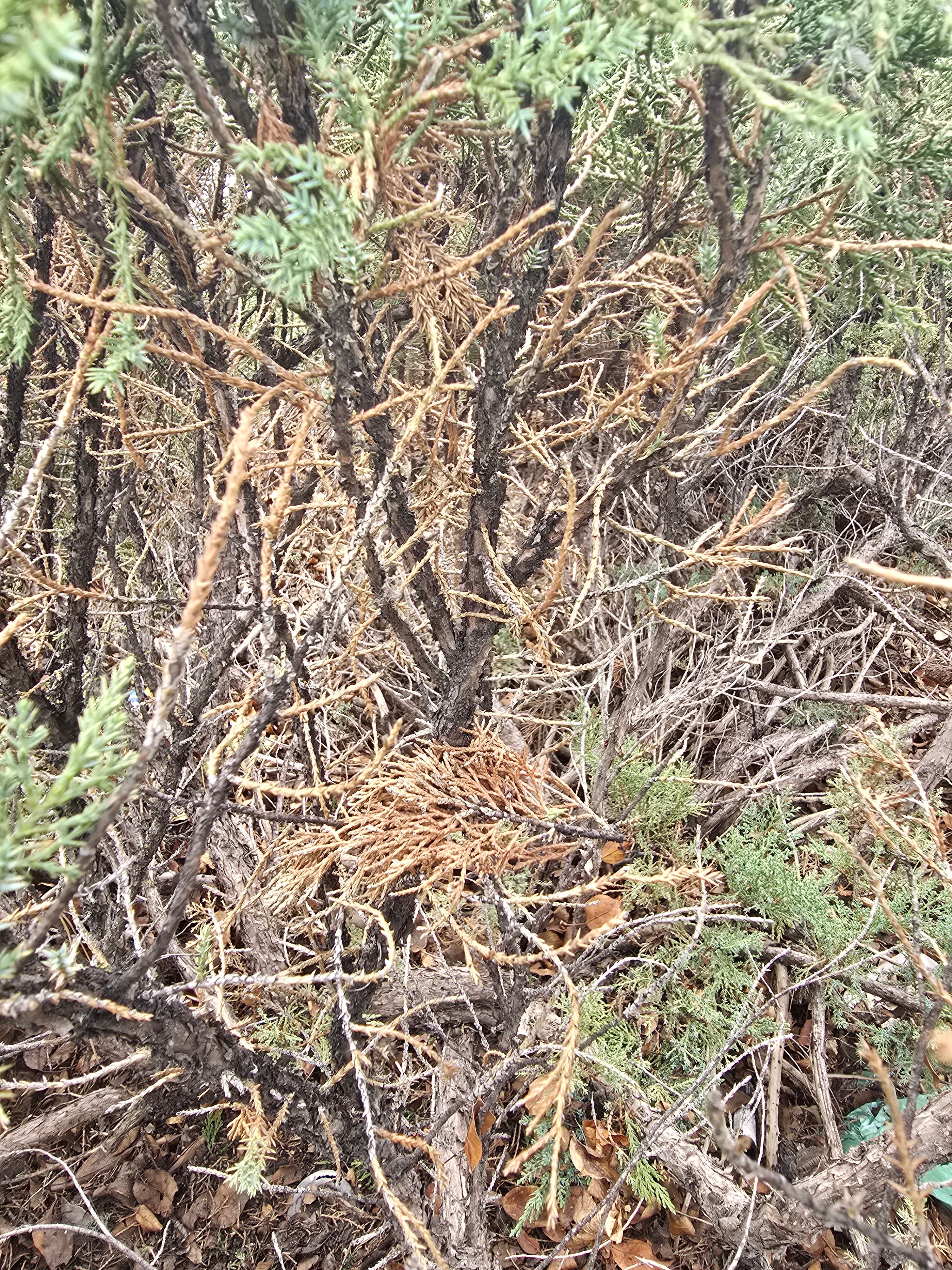 All Photos for LRS: Landscape, Rescue, Snow in Silt, CO