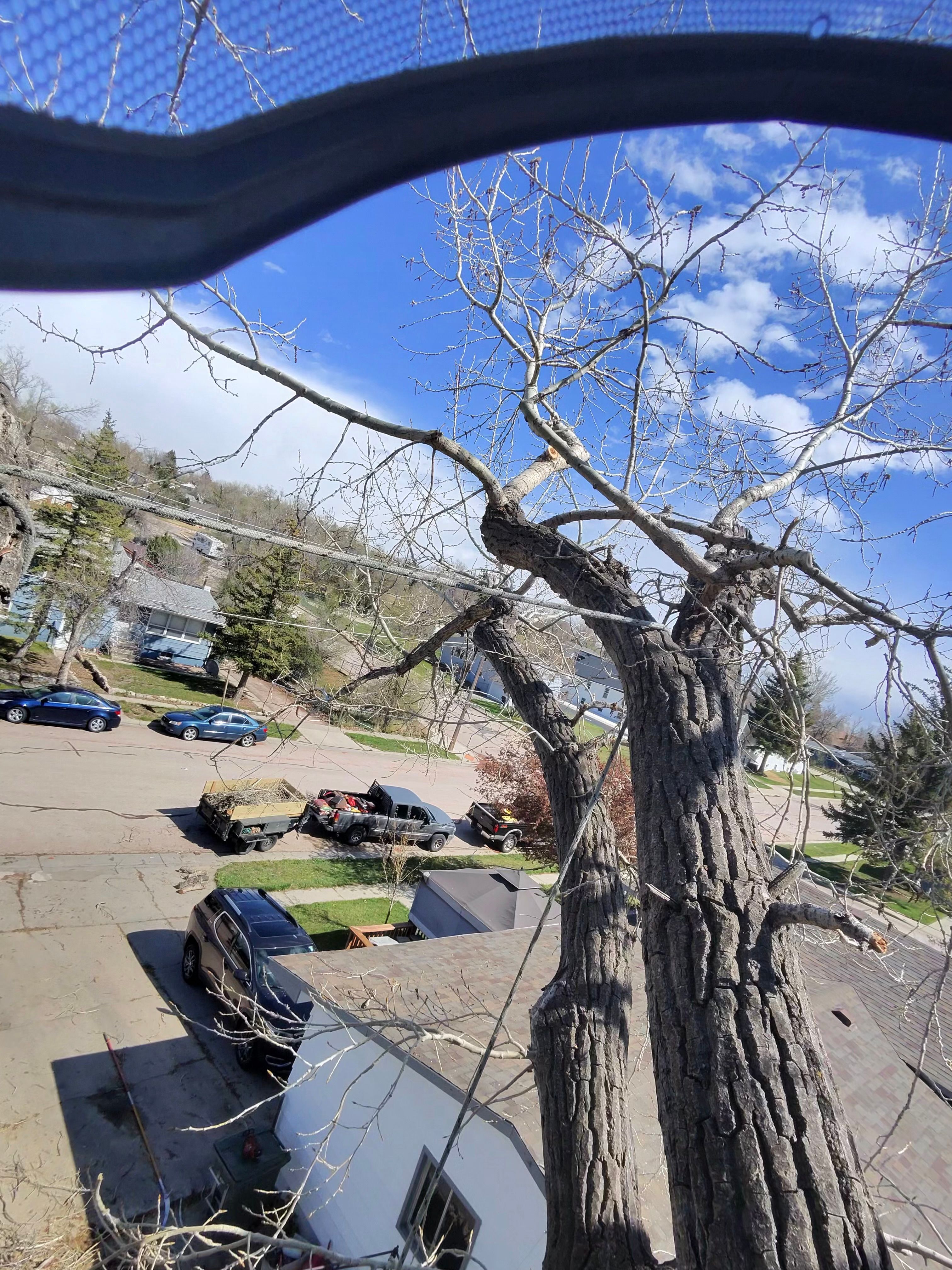 for Elevated Tree Care in Gillette, WY