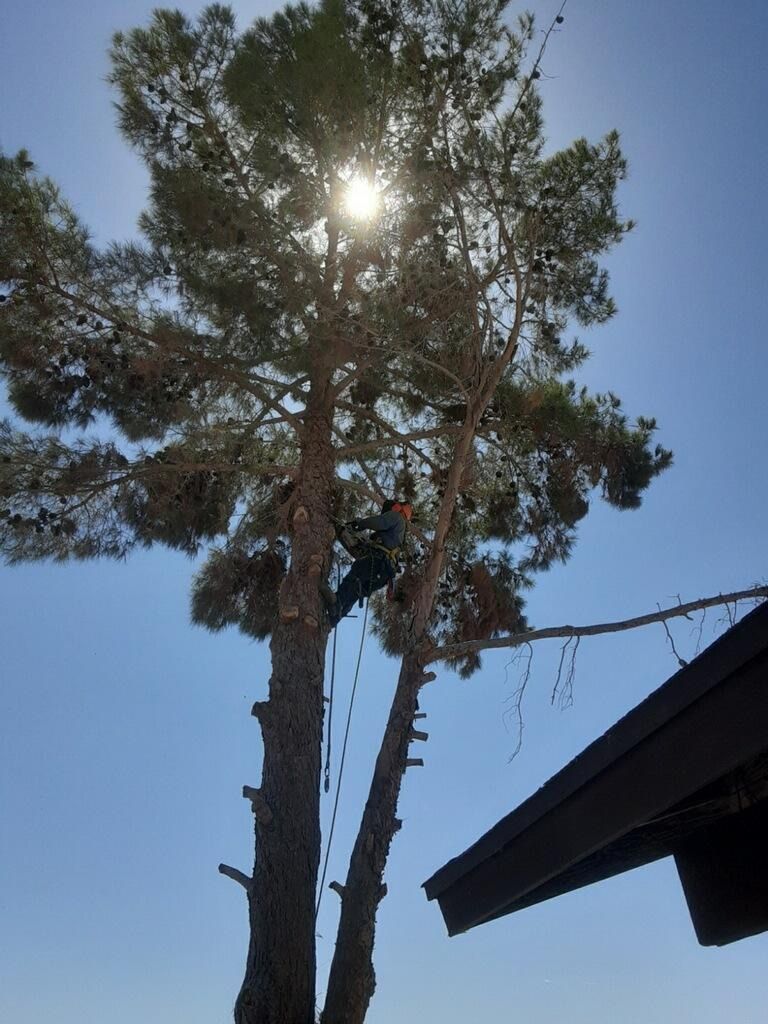 Tree Removal for Oliver L. Palm & Tree services in Yuma, AZ