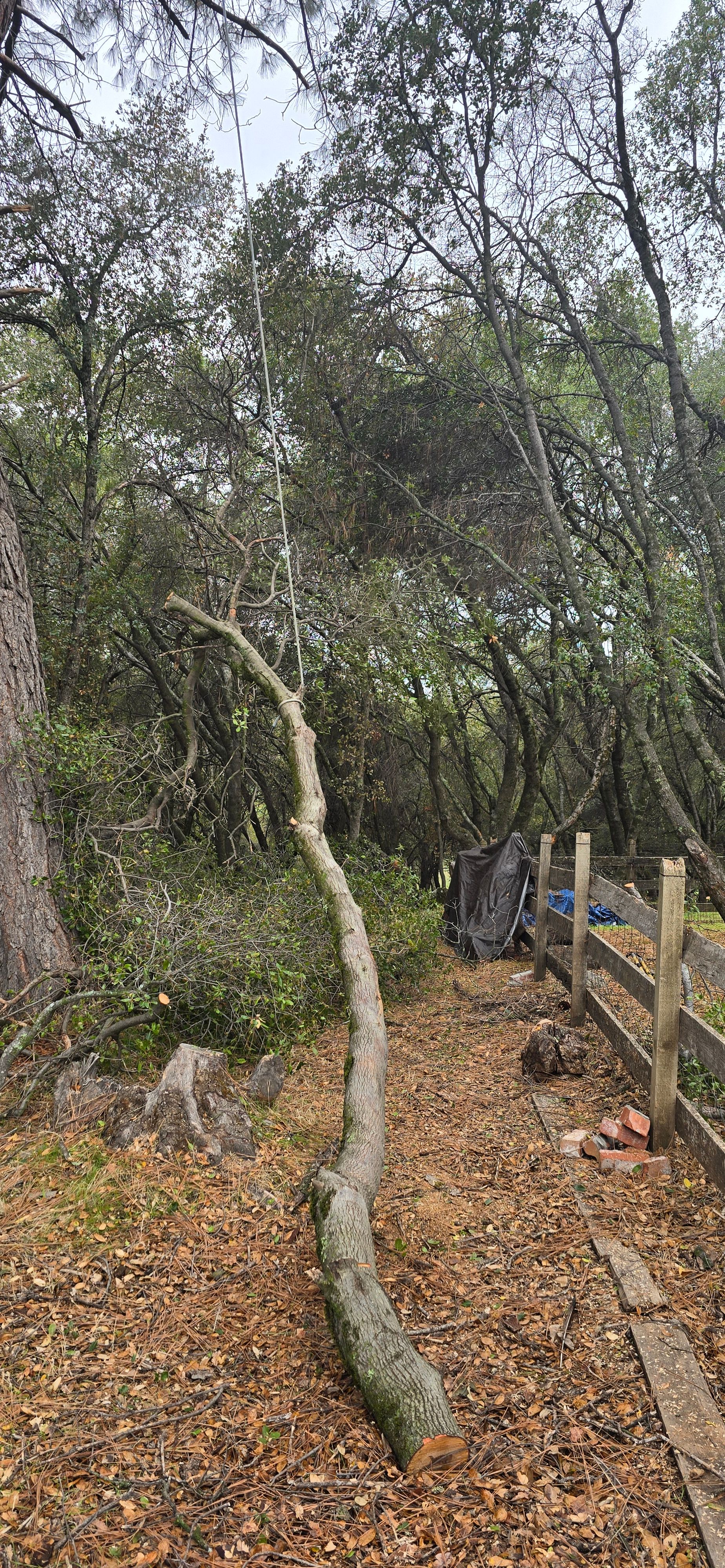  for George Staddan's Professional Tree Care in Placerville, CA