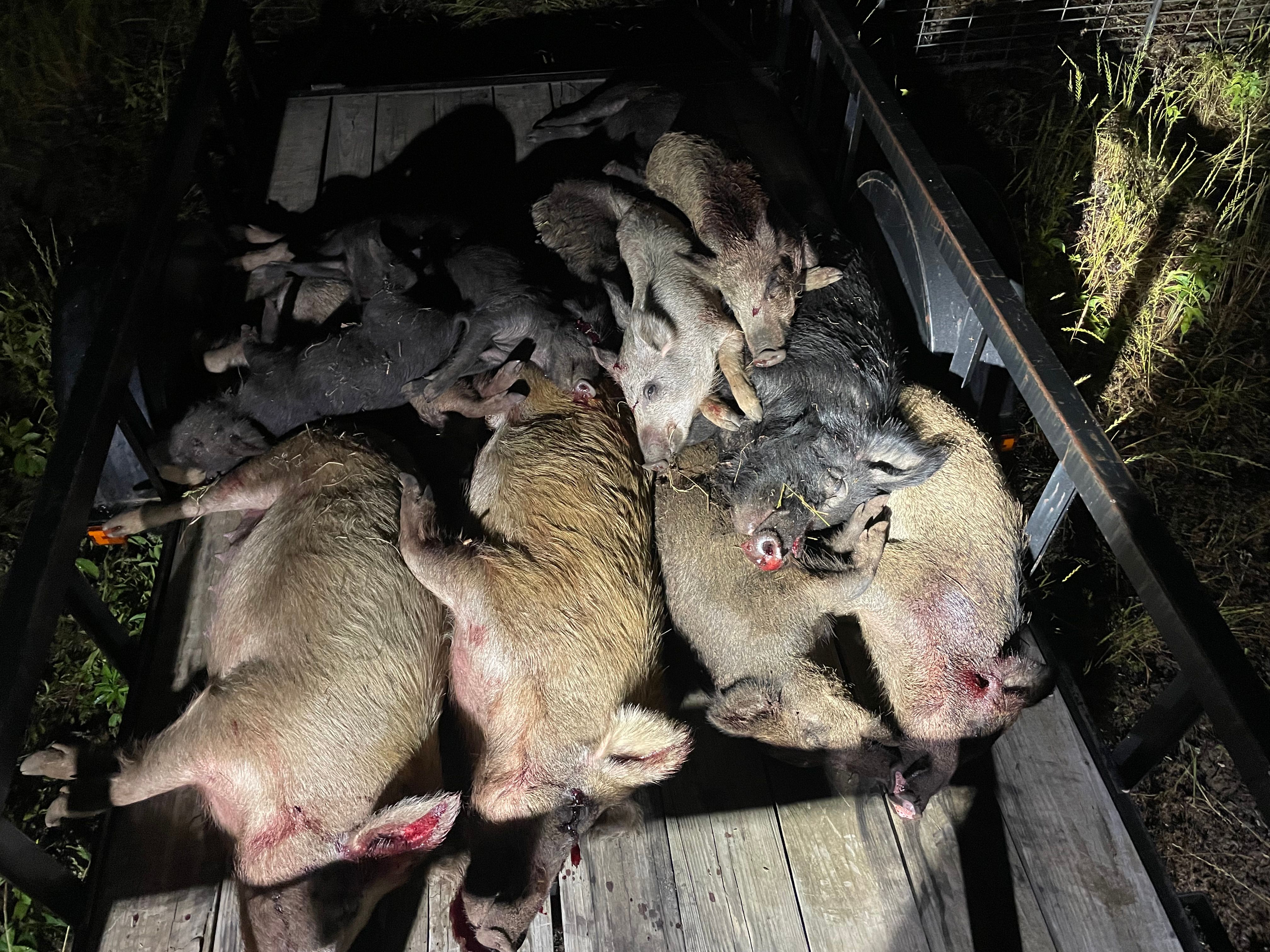  for Havoc Hog Control in Molino, FL
