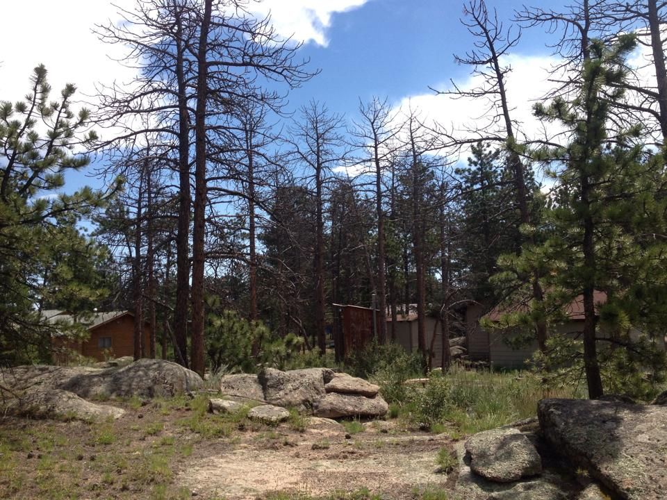 All Photos for Beetle Busters LLC in Centennial, CO