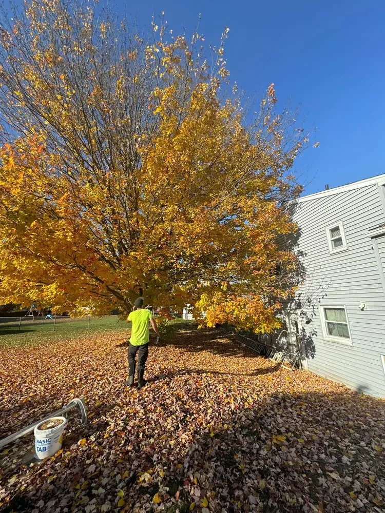 All Photos for Licensed to Cut Tree Service in Athens, PA