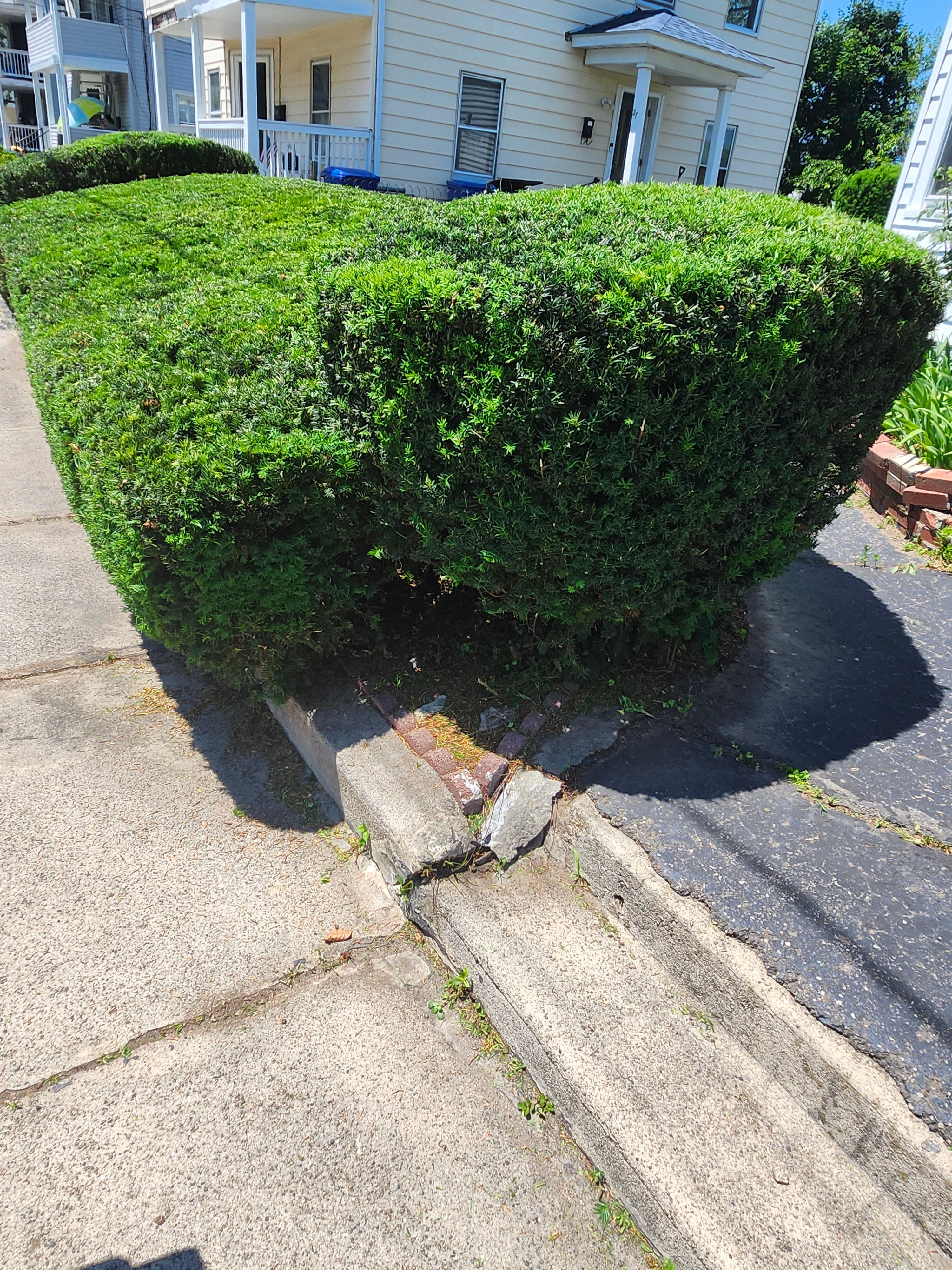 Hedge/Tree/Brush Cutting for Landscape Innovations LLC in Torrington, CT