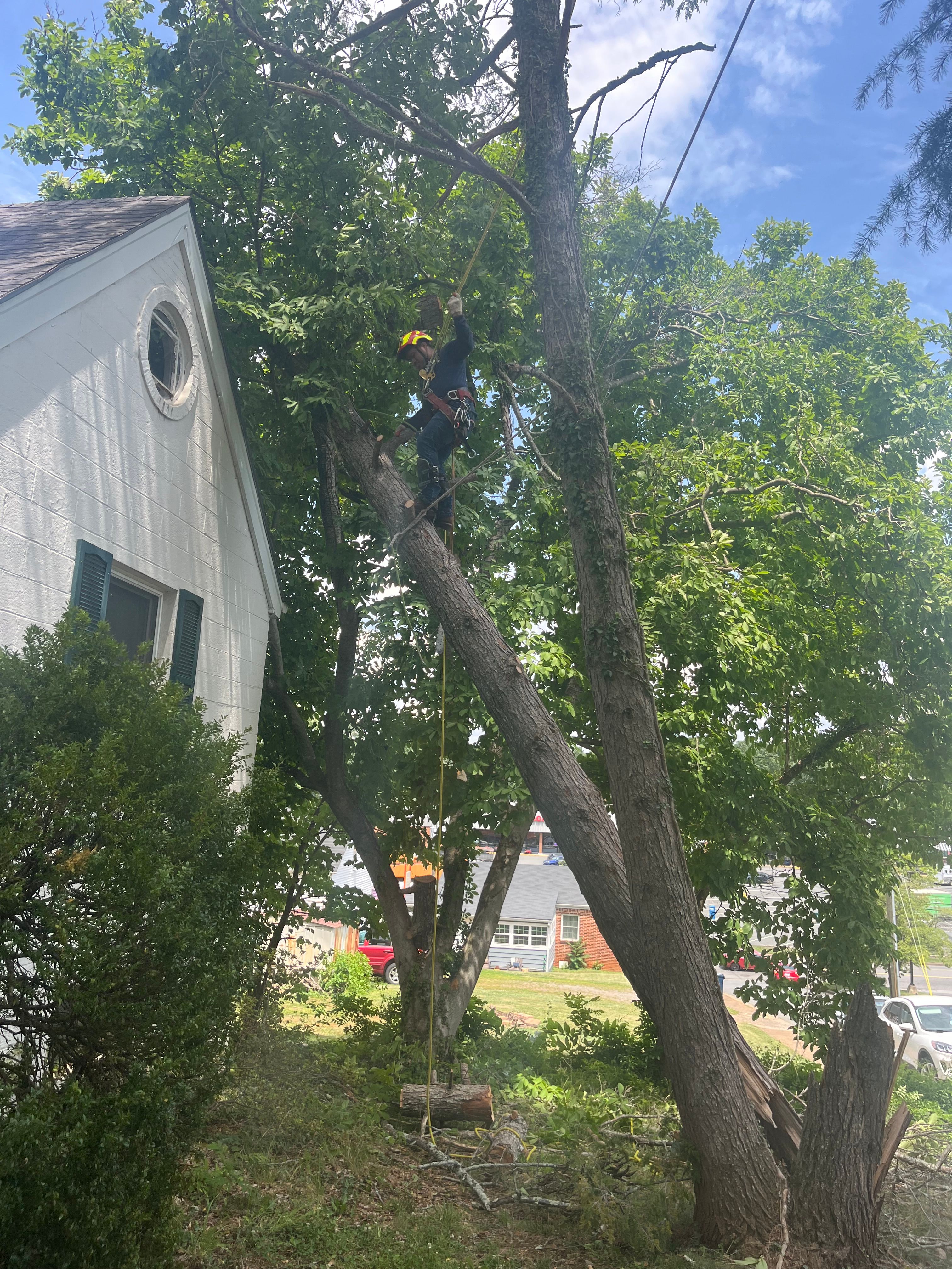  for Ricky's Tree Service & Property Care in Orange, VA
