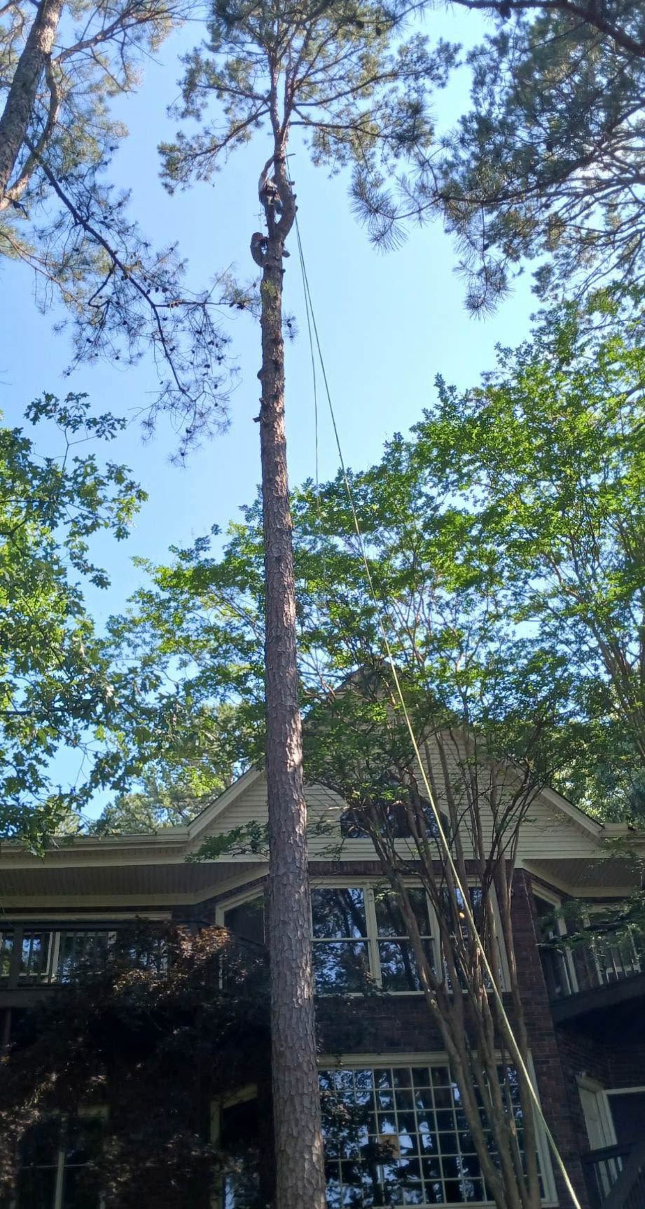 Tree Removal  for ABW Property Professionals in Hope Mills, NC