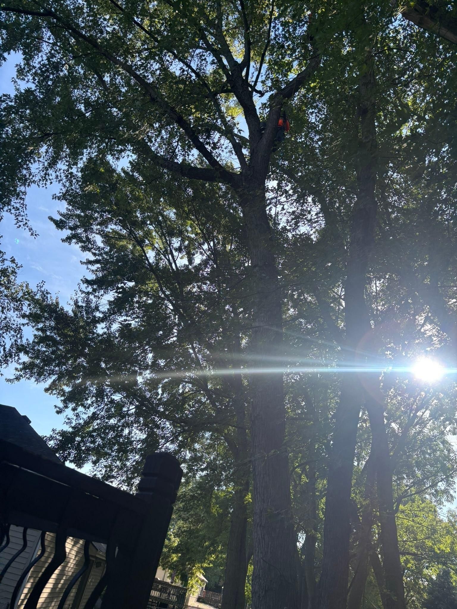 All Photos for Cross Family Tree Service in Kearney, MO