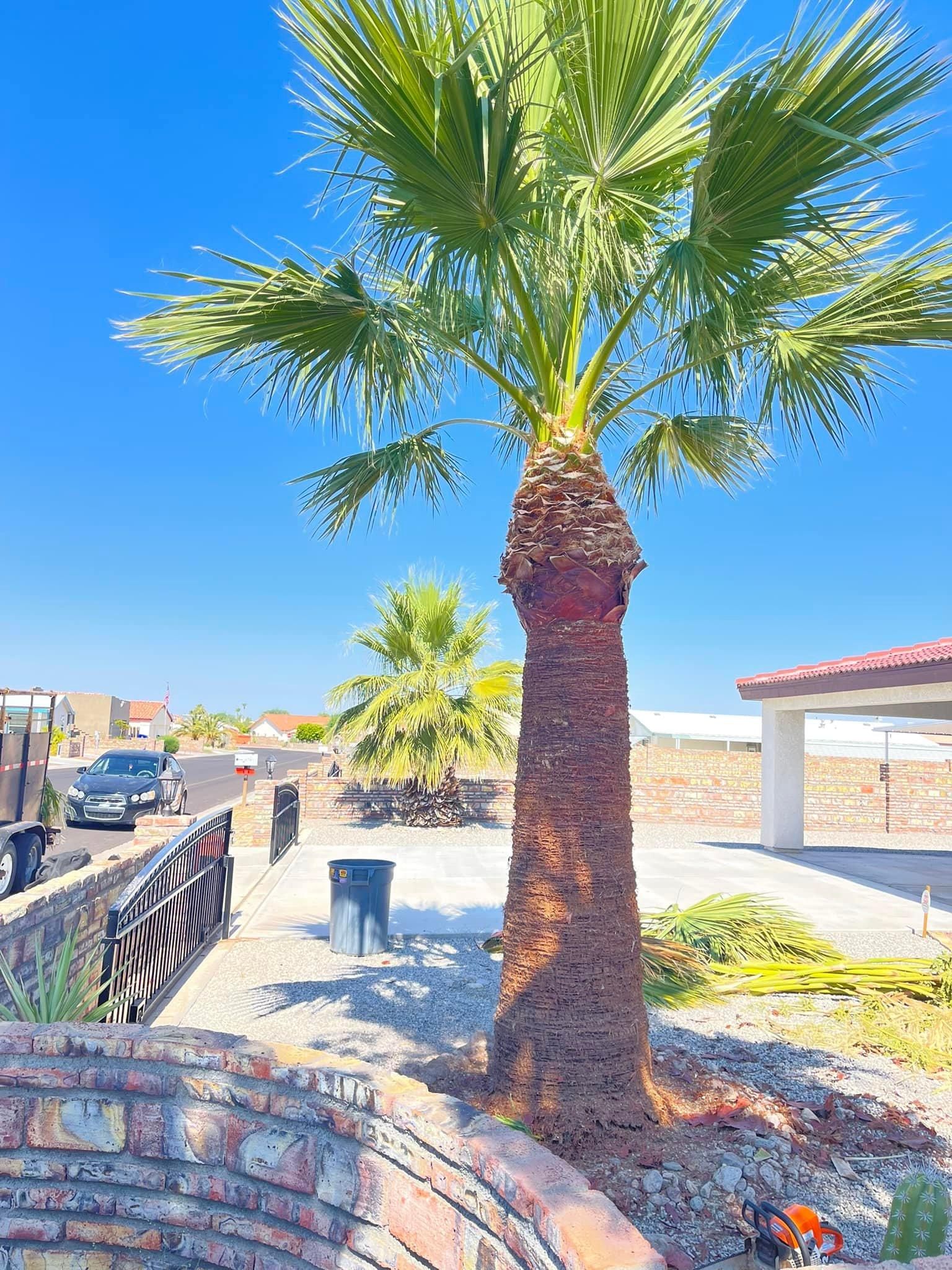  for Oliver L. Palm & Tree services in Yuma County, AZ