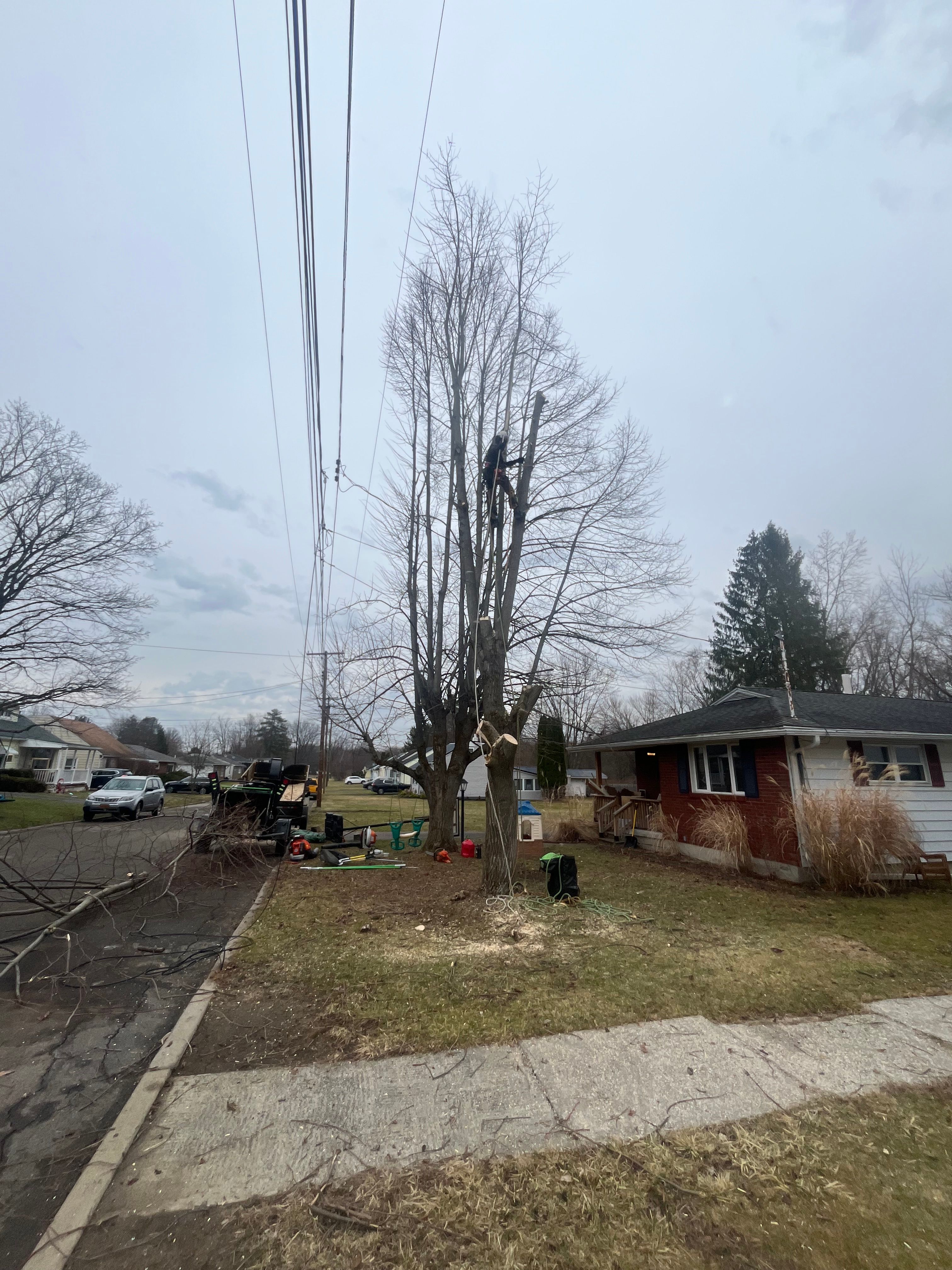 All Photos for Licensed to Cut Tree Service in Athens, PA