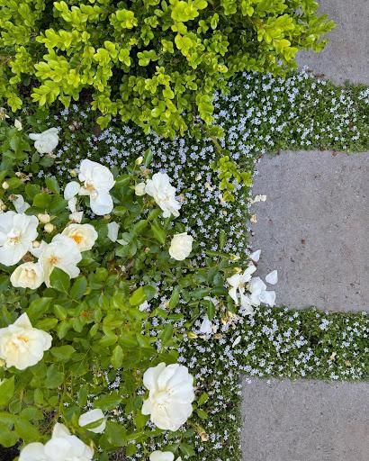  for Courtney Lewis Landscape Design in Portland, OR