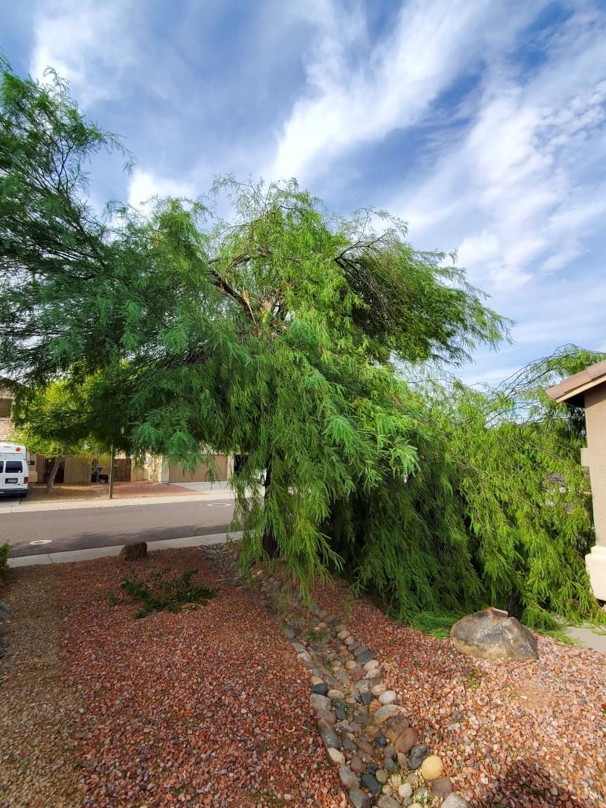 Emergency services  for AZ Tree & Hardscape Co in Surprise, AZ
