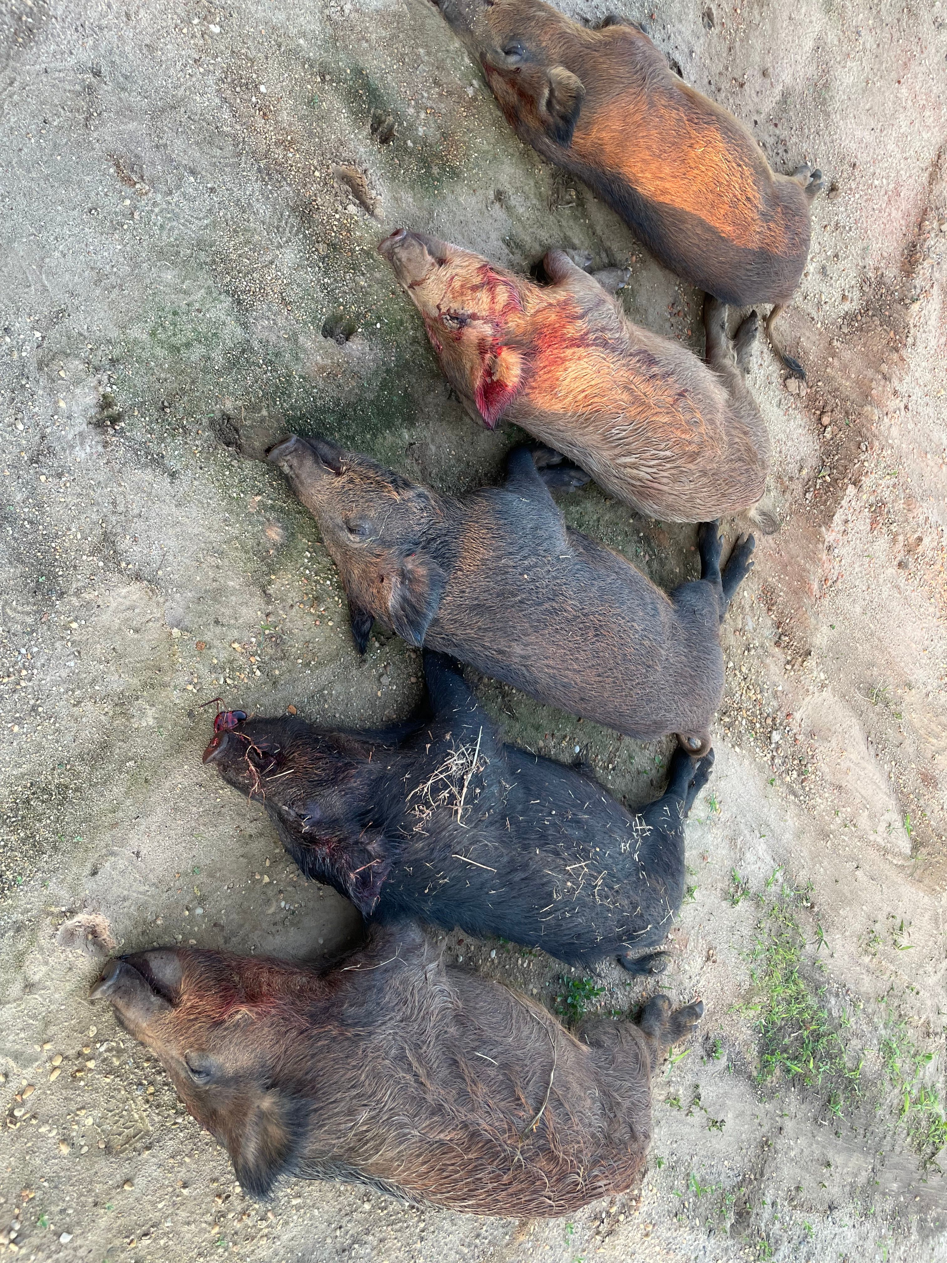  for Havoc Hog Control in Molino, FL