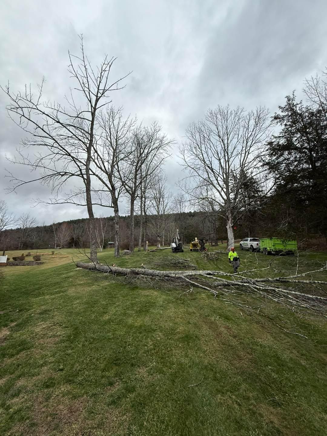  for Sterlings Tree Removal in Cobleskill, New York