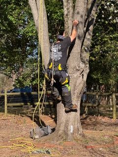  for Cisco Kid Tree Service LLC in Charlotte, North Carolina