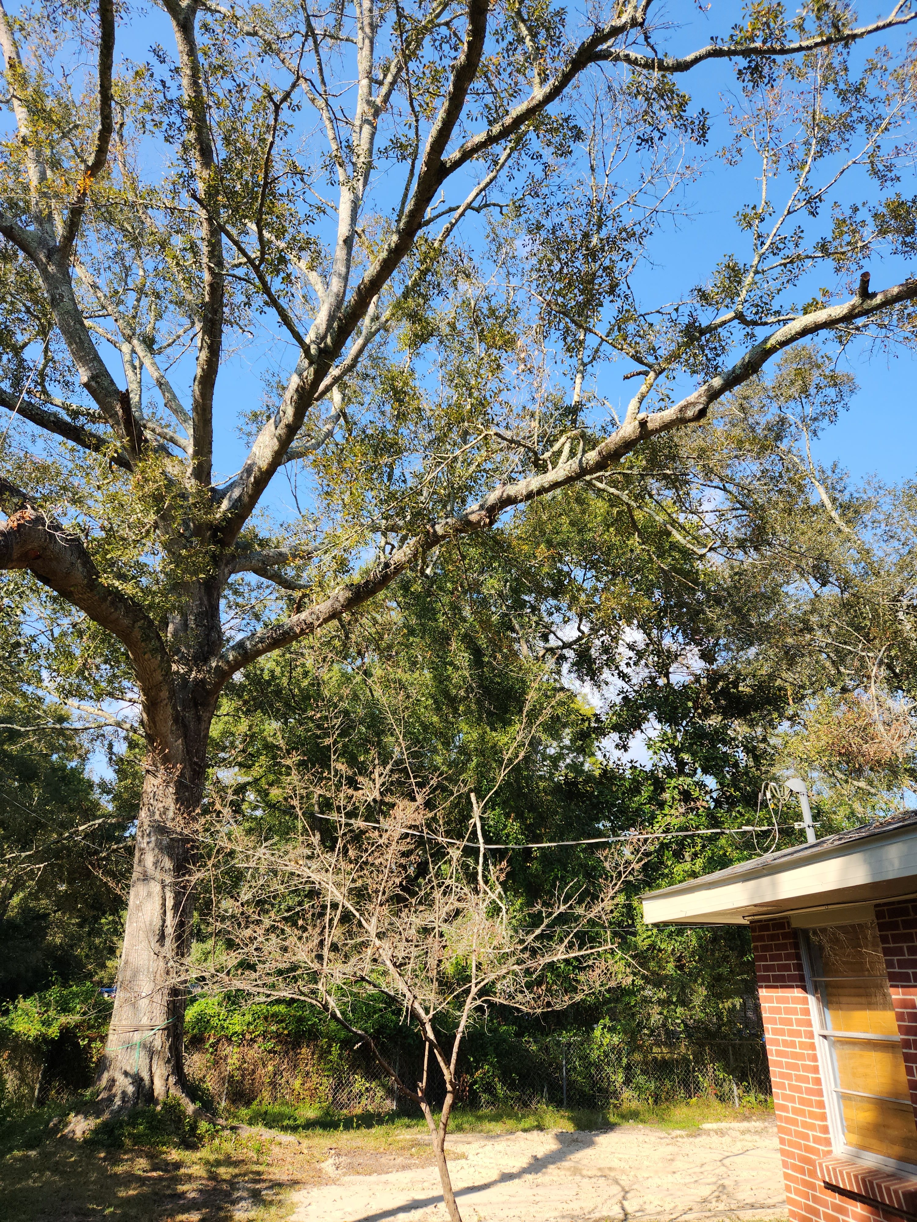  for David's Tree Service in Slidell, LA