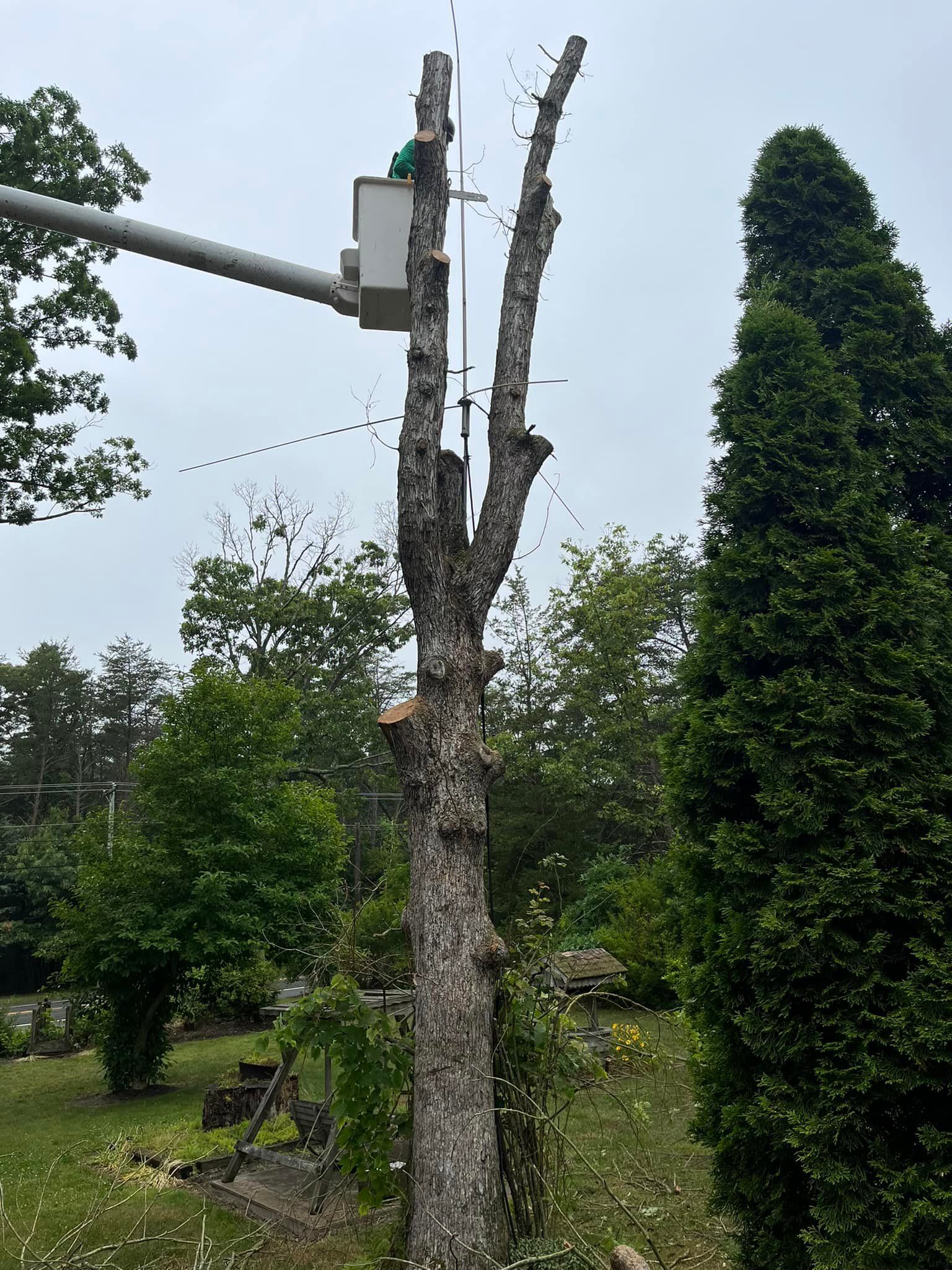 Tree Services for Etherton’s Tree Service in Quinton, NJ