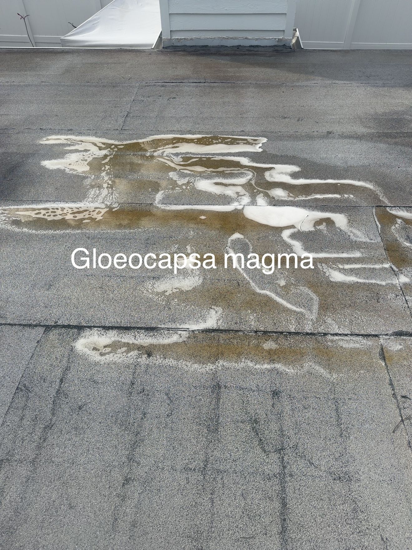  for My Soft Wash Guys in Venice, FL