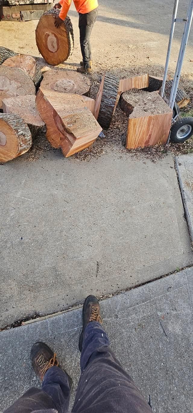  for Servin's Tree Care  in Houston, TX