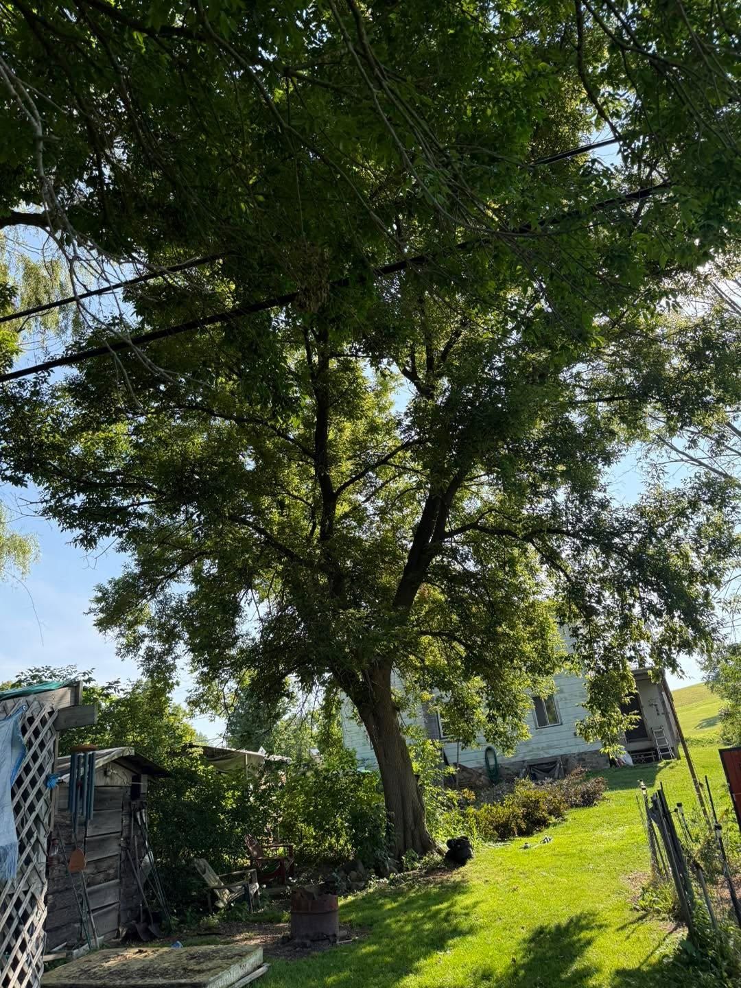  for Sterlings Tree Removal in Cobleskill, New York