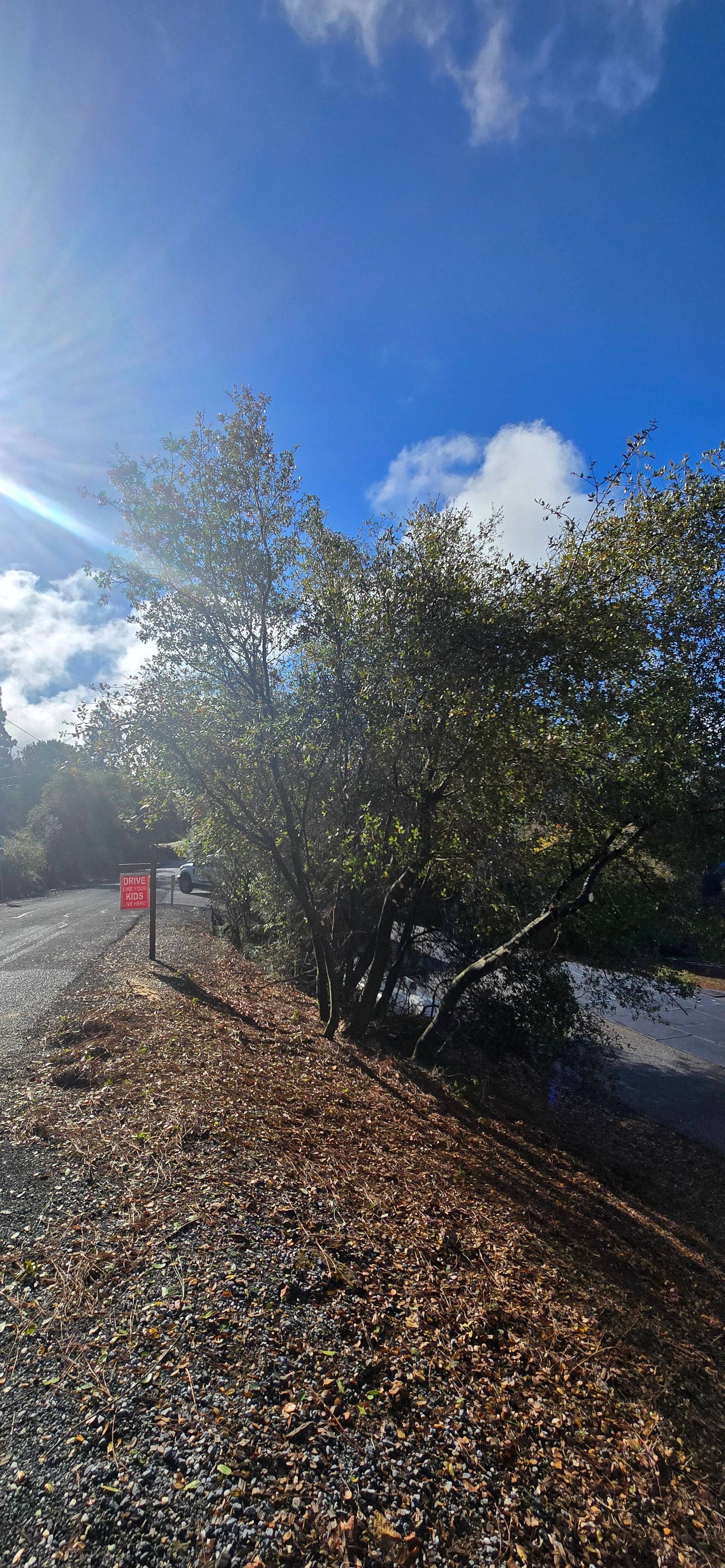  for George Staddan's Professional Tree Care in Placerville, CA