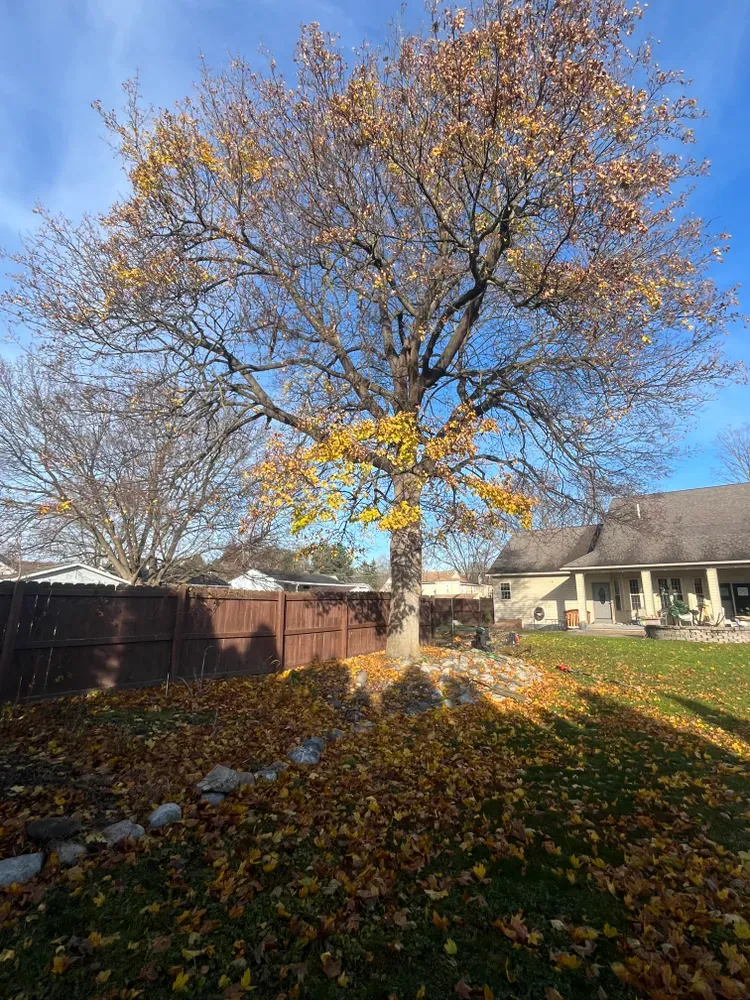 All Photos for Licensed to Cut Tree Service in Athens, PA