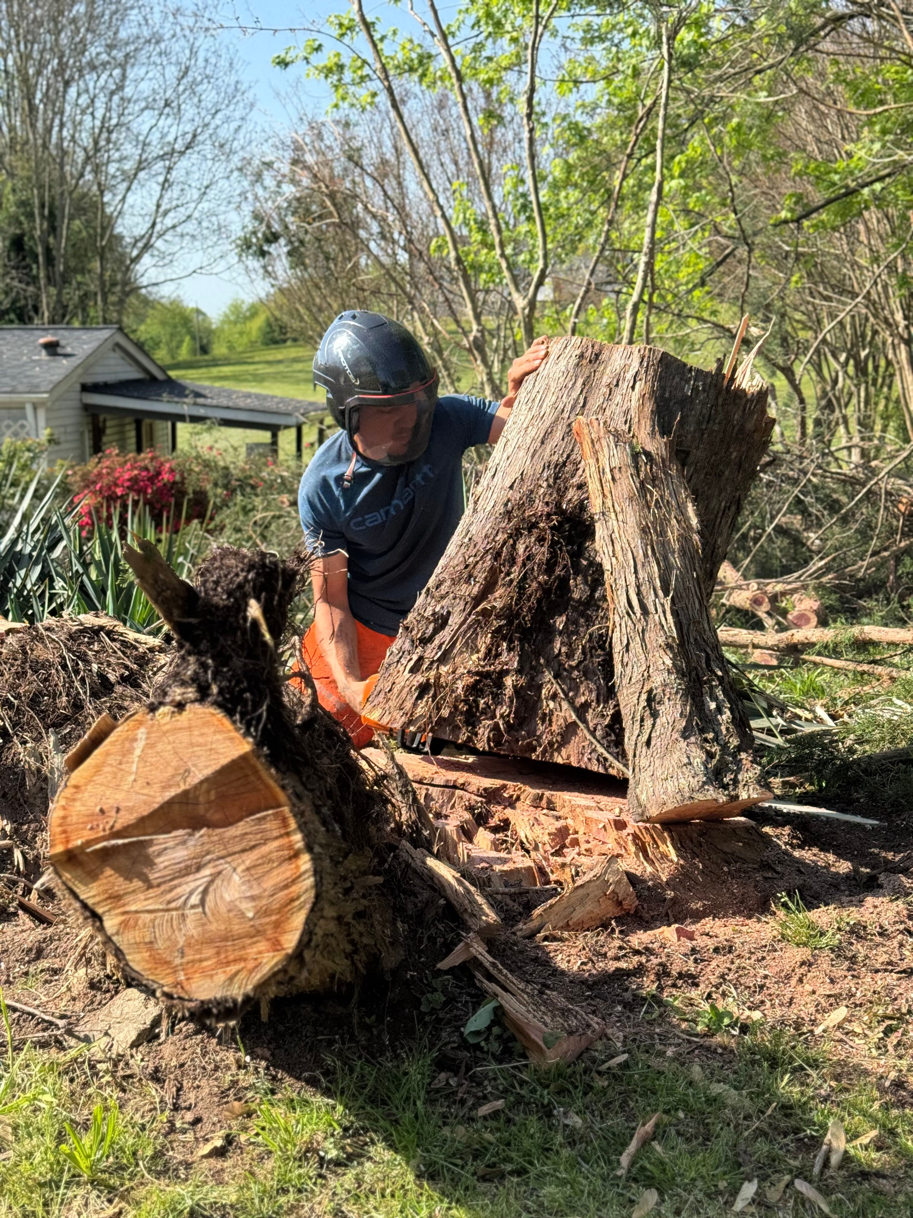 All Photos for Ramirez Tree Care in Elkin, NC