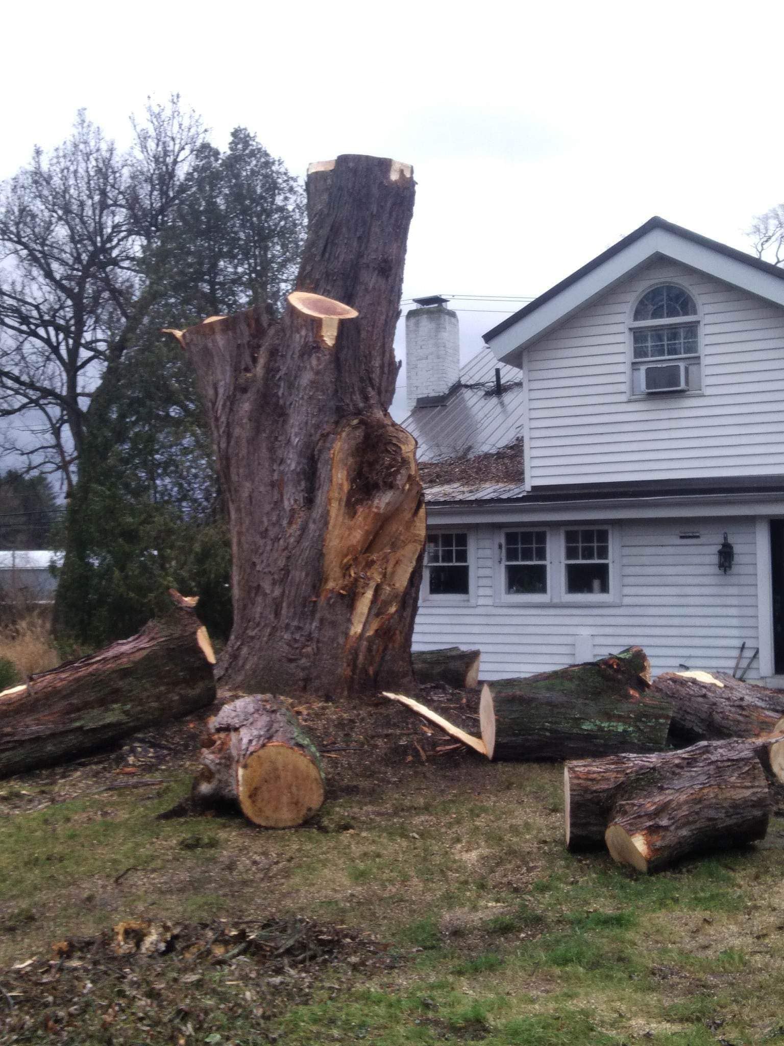 Tree Removal for Benjamin & Sons in Elmira, NY