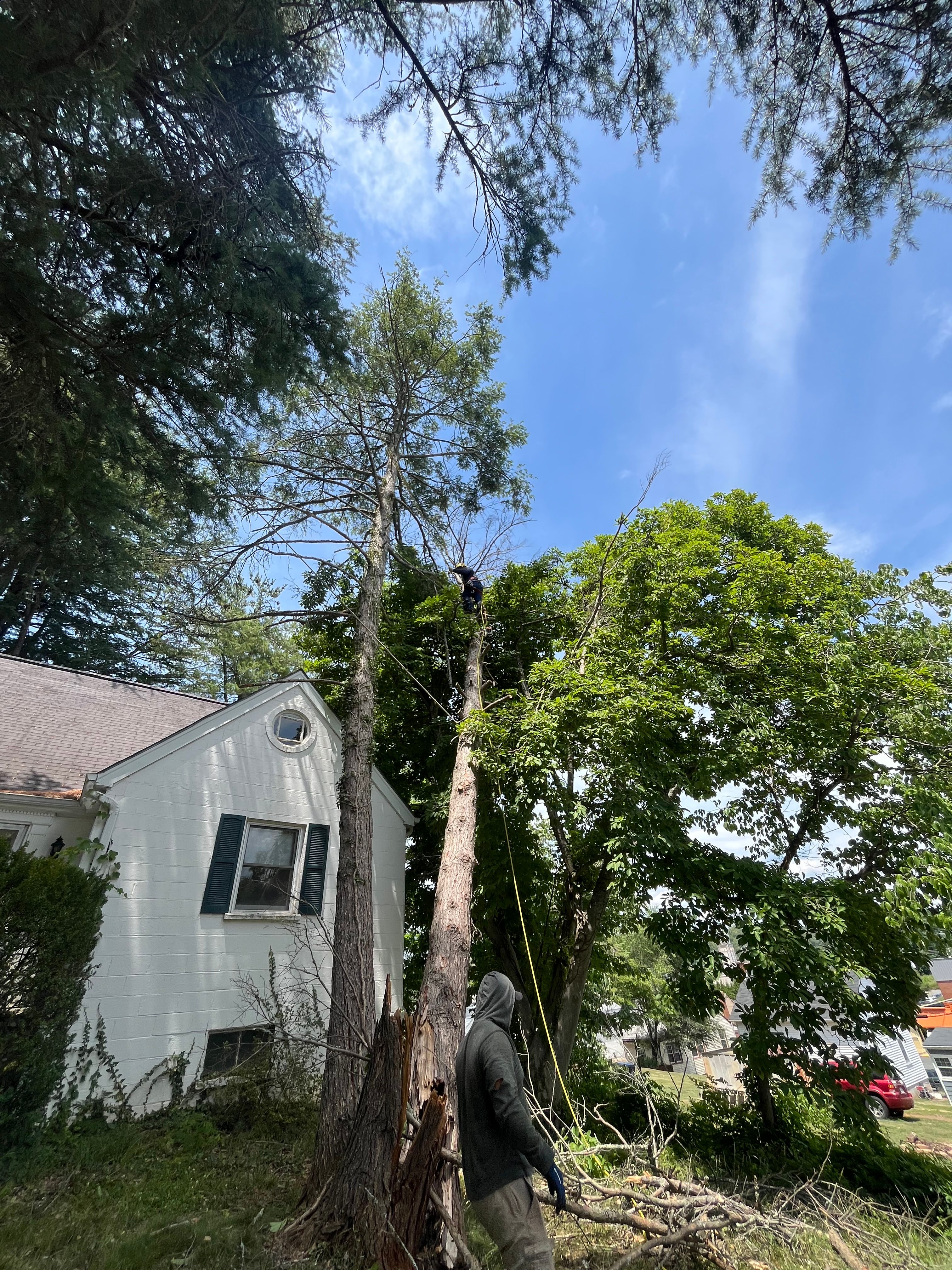  for Ricky's Tree Service & Property Care in Orange, VA