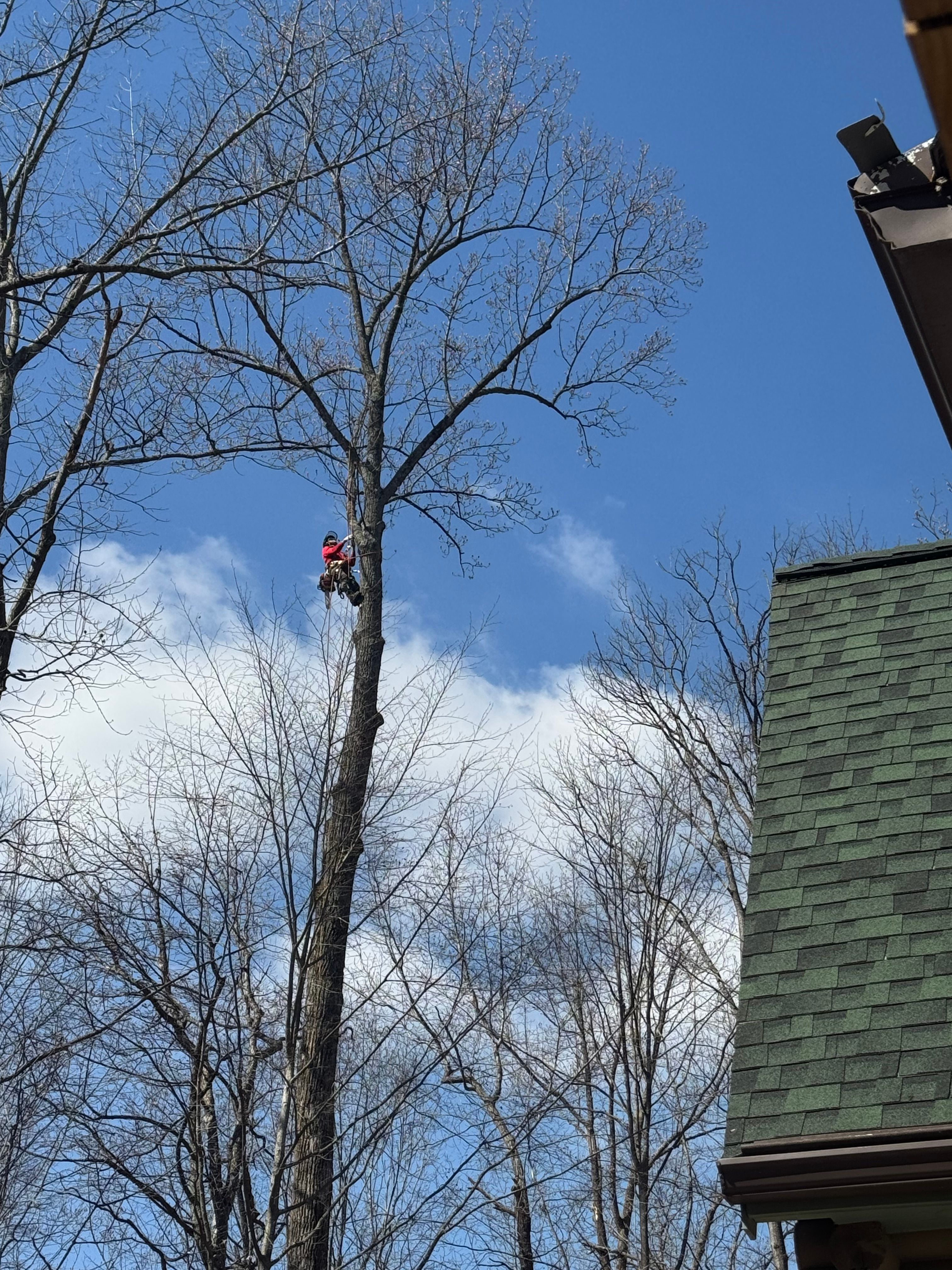  for Branch Out Tree Care LLC in Fredericksburg, VA