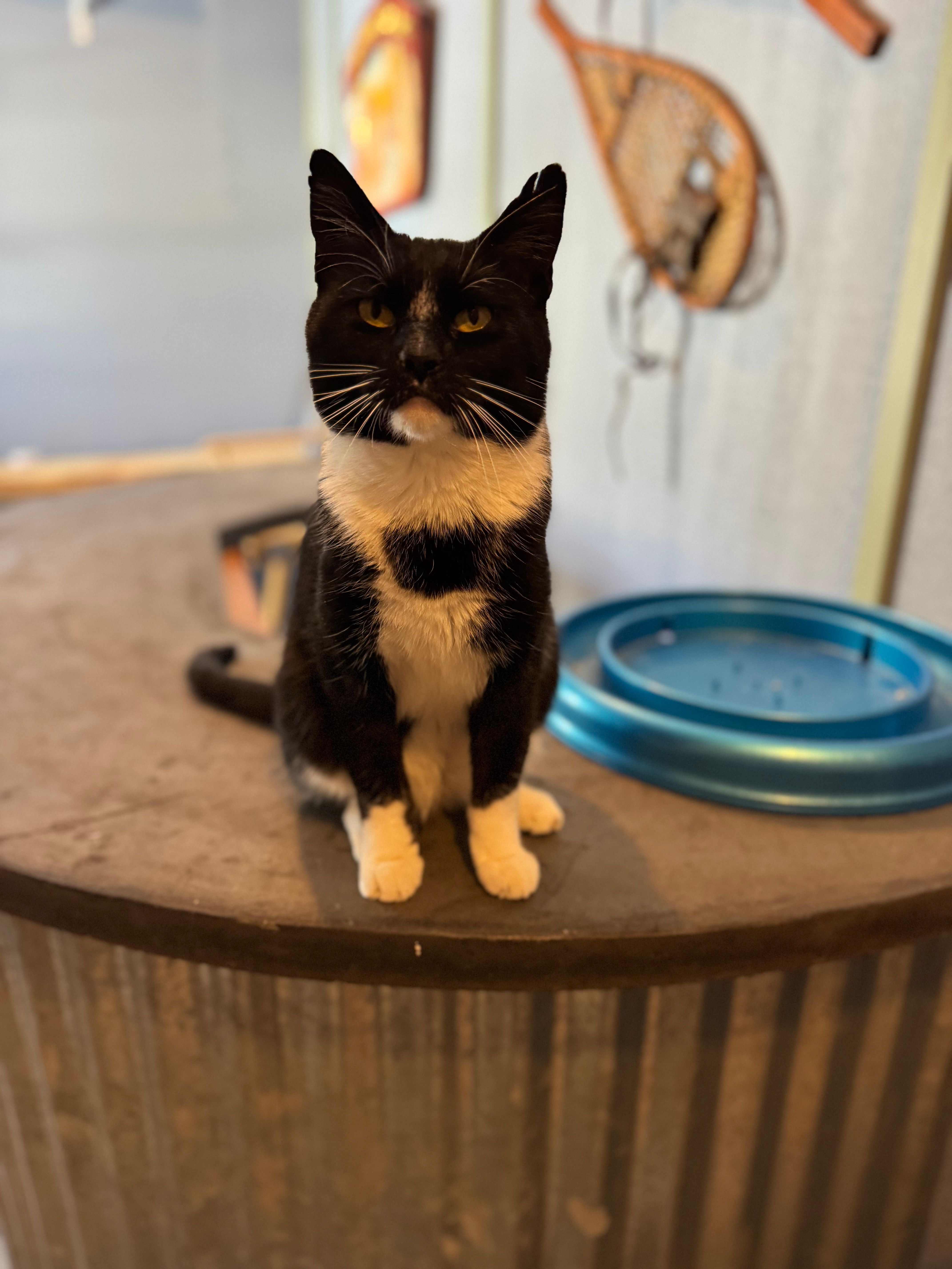  for Sullivan Sanctuary of Maine in Brunswick, ME