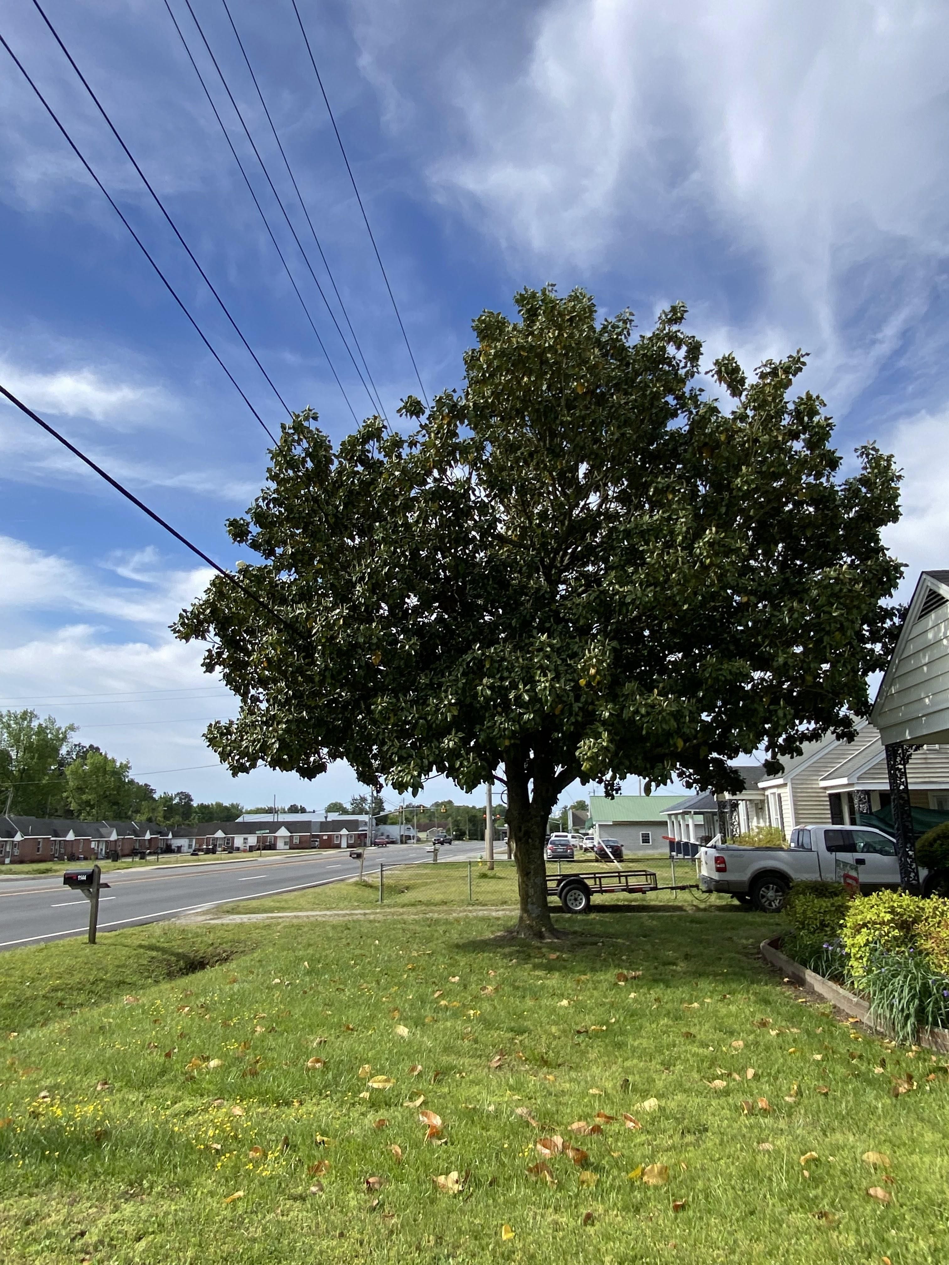  for Ascending Tree Service LLC in Kenbridge, VA