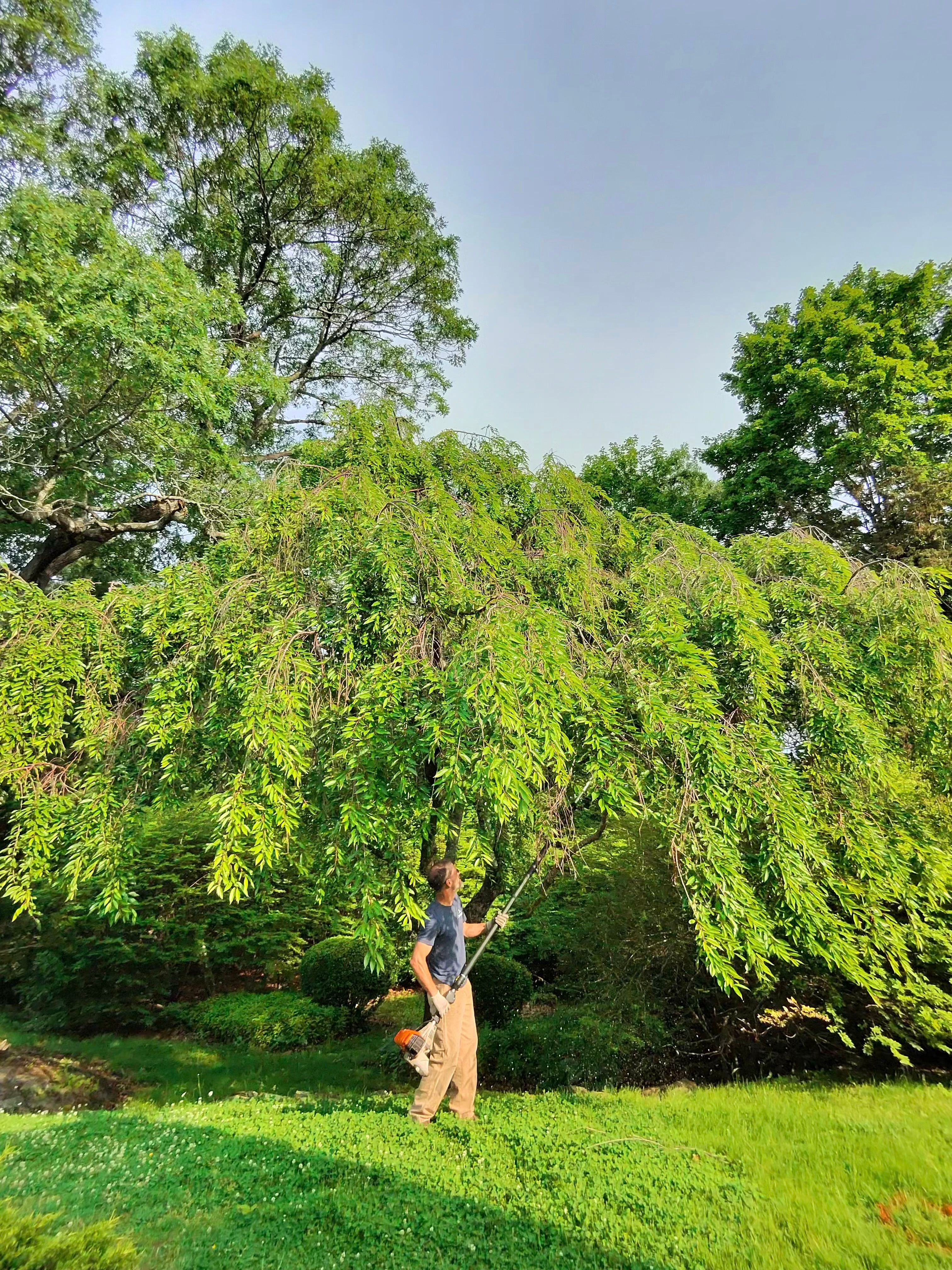  for Powell Tree Service Inc.  in Cape Cod, MA