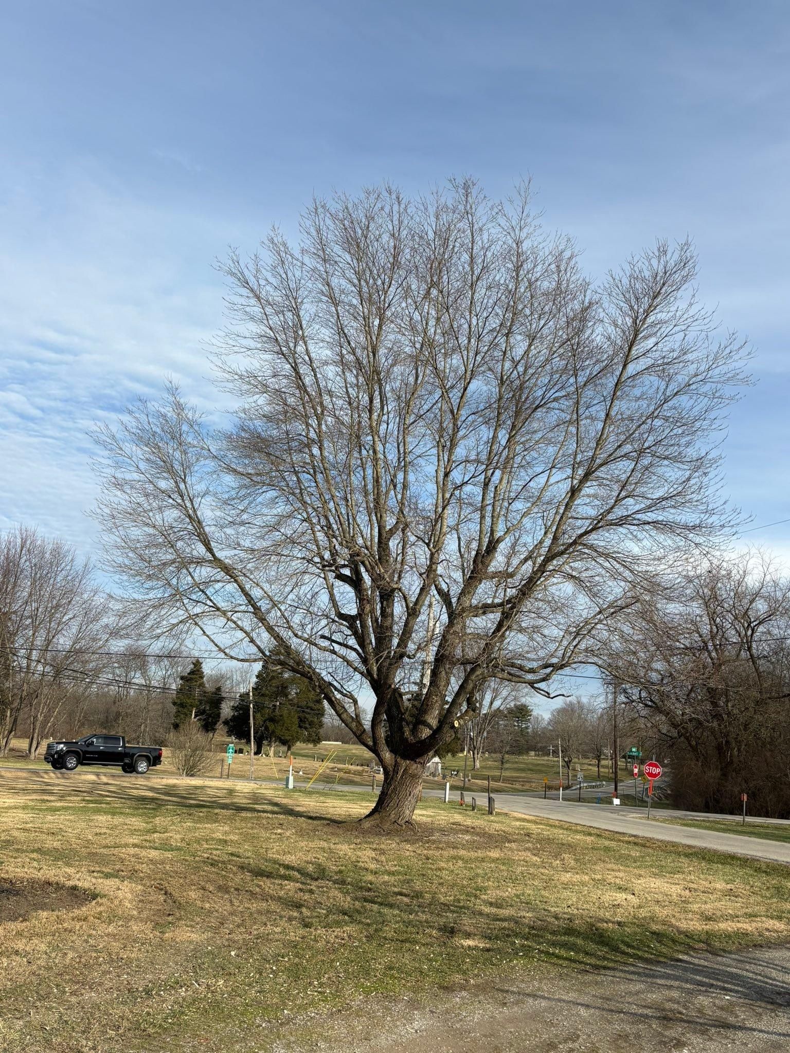  for Dig-It Tree Company in Mason, OH