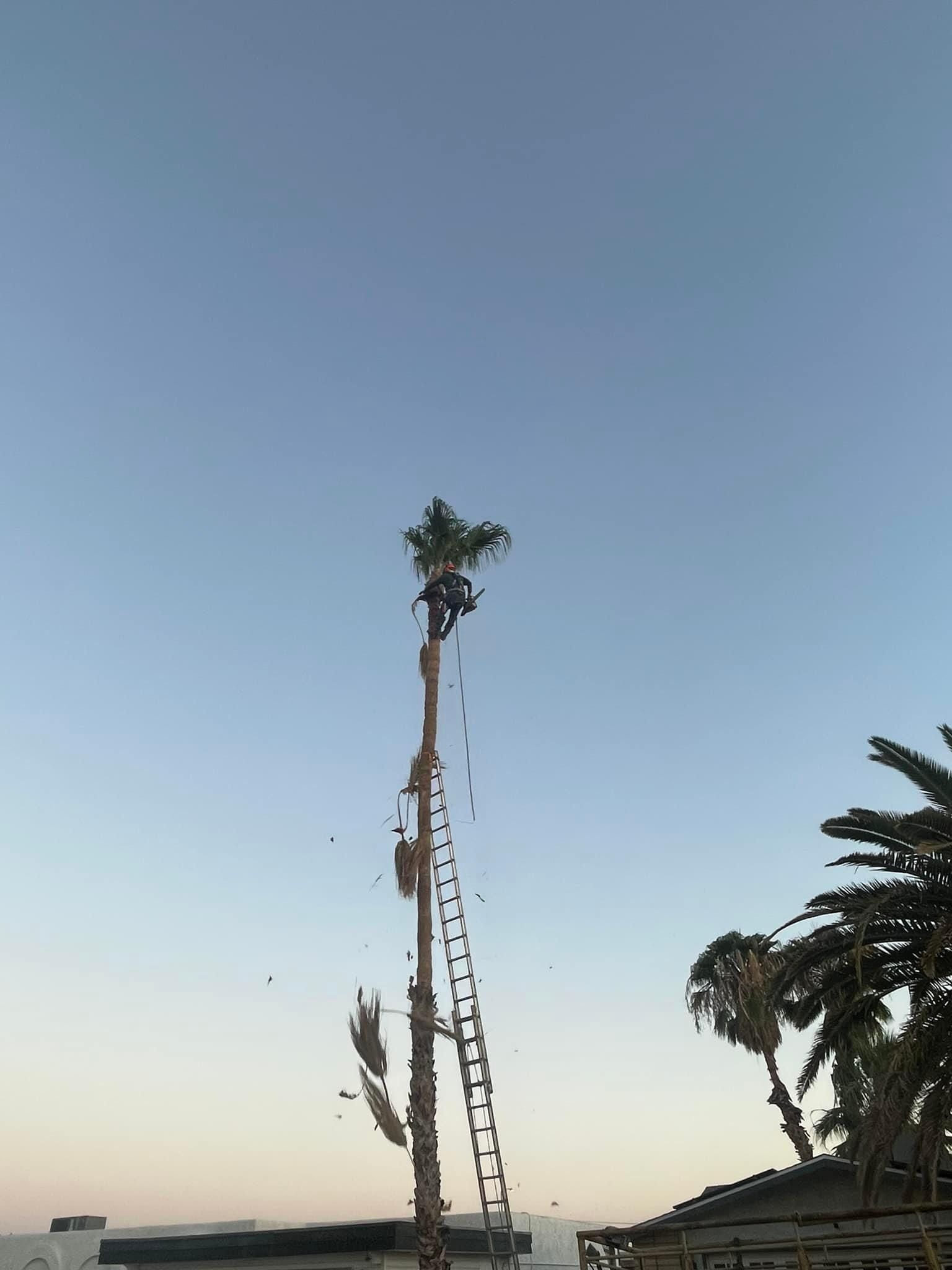  for Oliver L. Palm & Tree services in Yuma County, AZ