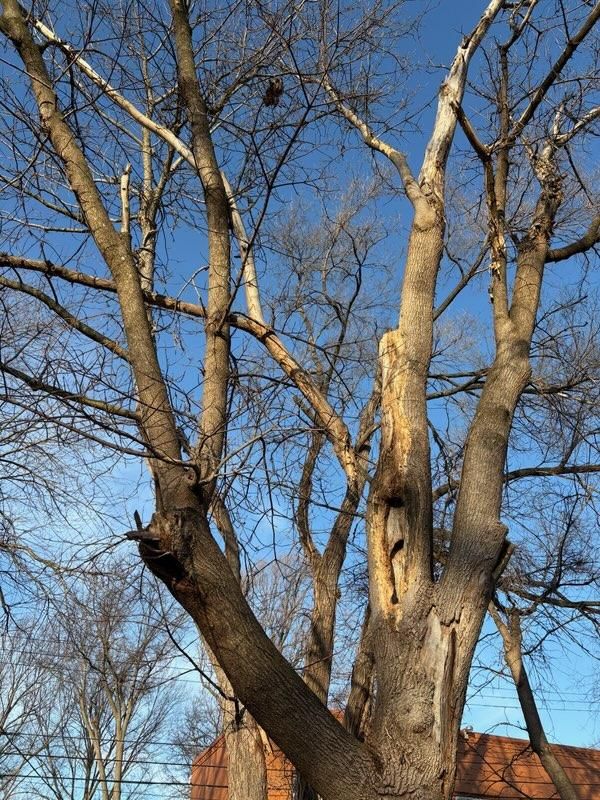 All Photos for Cross Family Tree Service in Kearney, MO