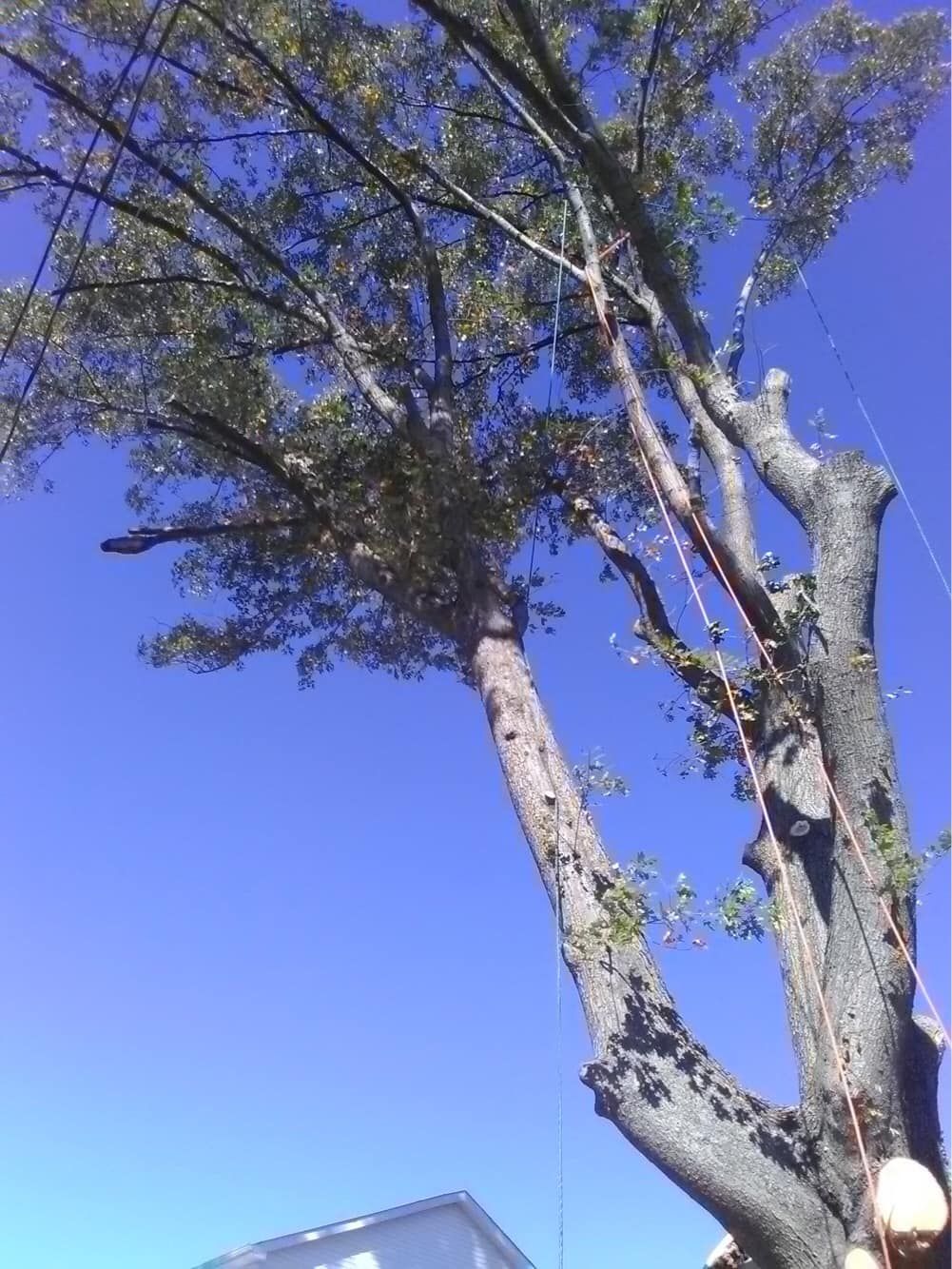 All Photos for Big Bear Tree Service in Newport News, VA