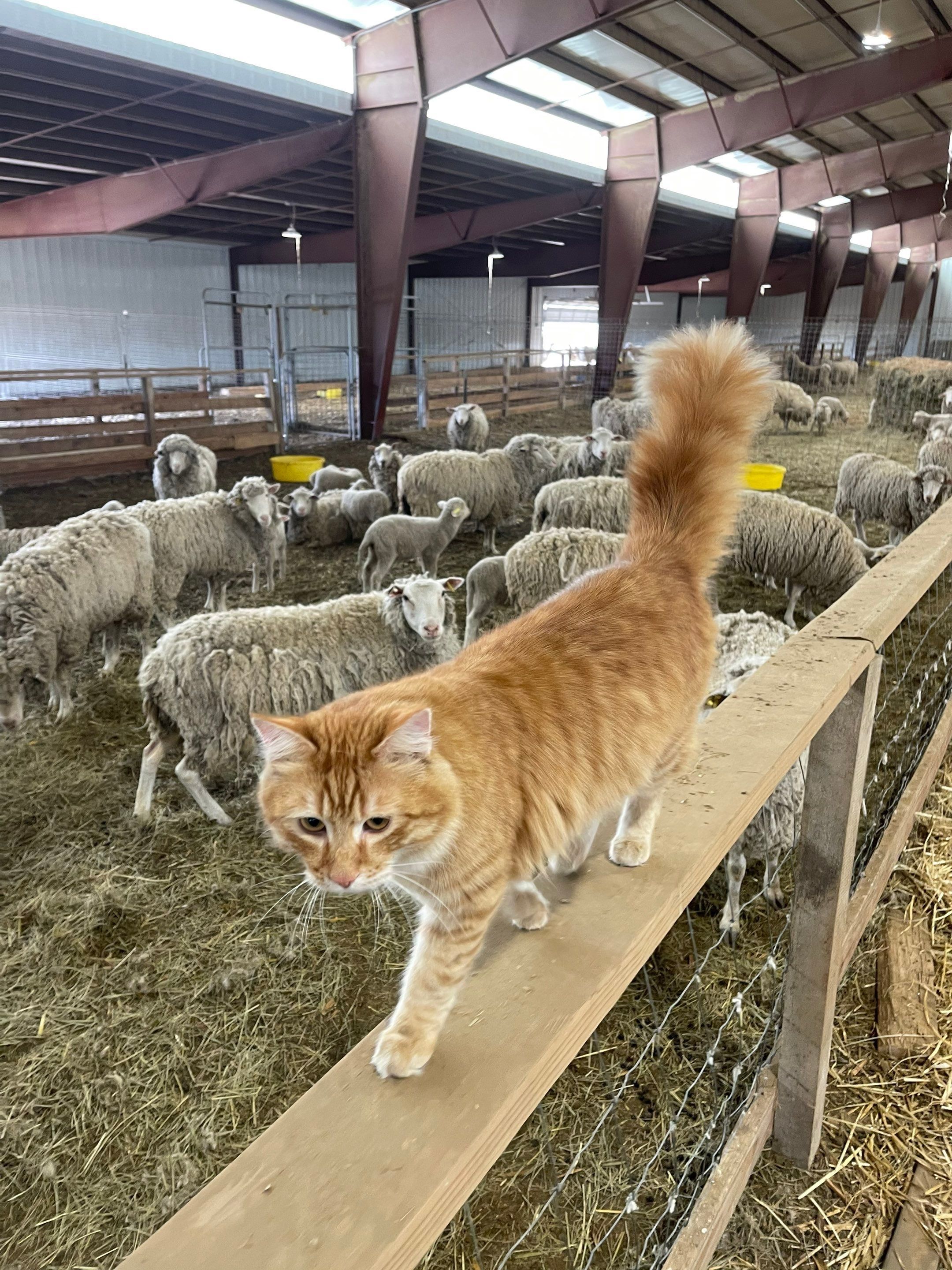 All Photos for Mr. Pipe Dreams LLC in Colorado Springs, CO