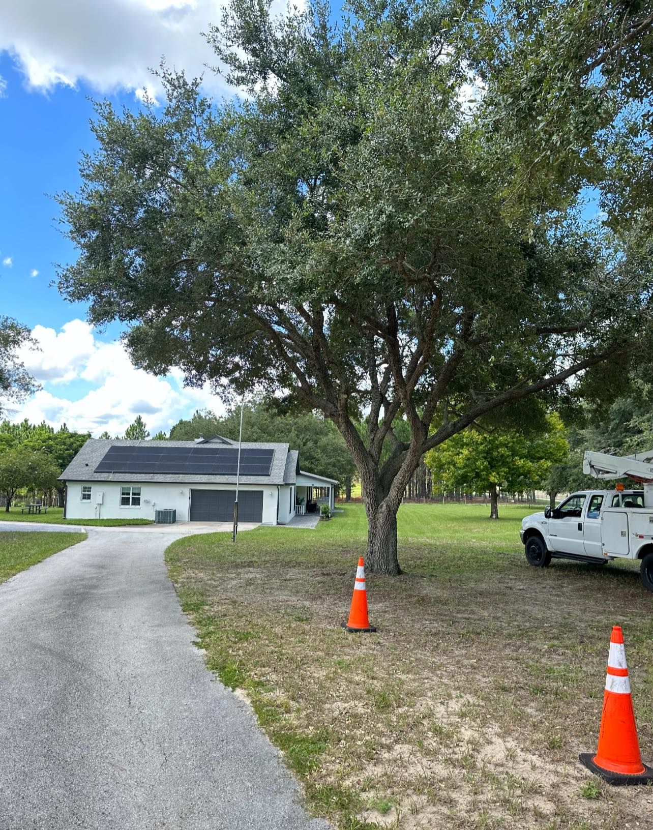 Tree Removal for A-1 Arbor Tech in Groveland, FL