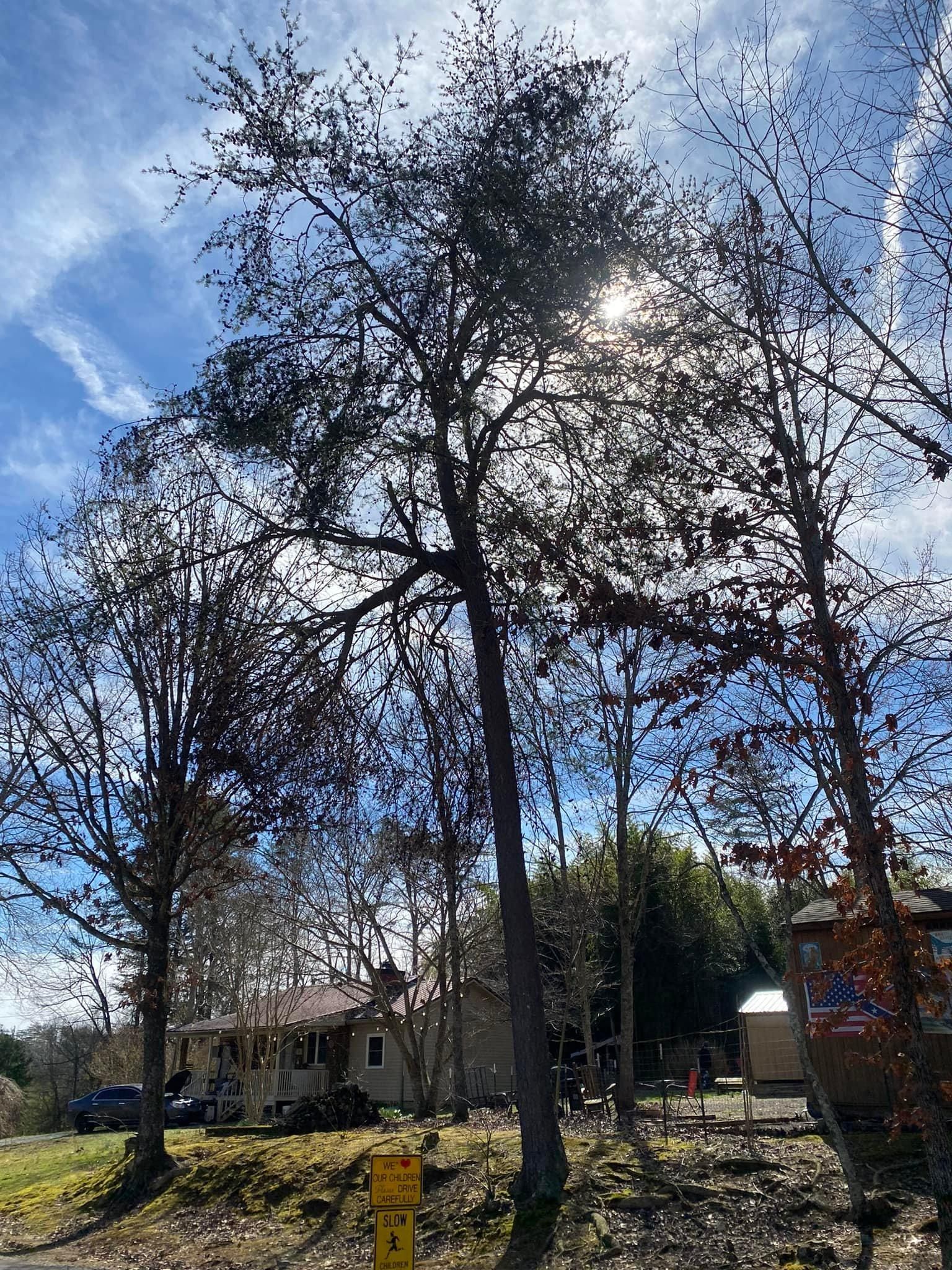 Tree Removal for Atwood’s Tree Care in Liberty,  KY