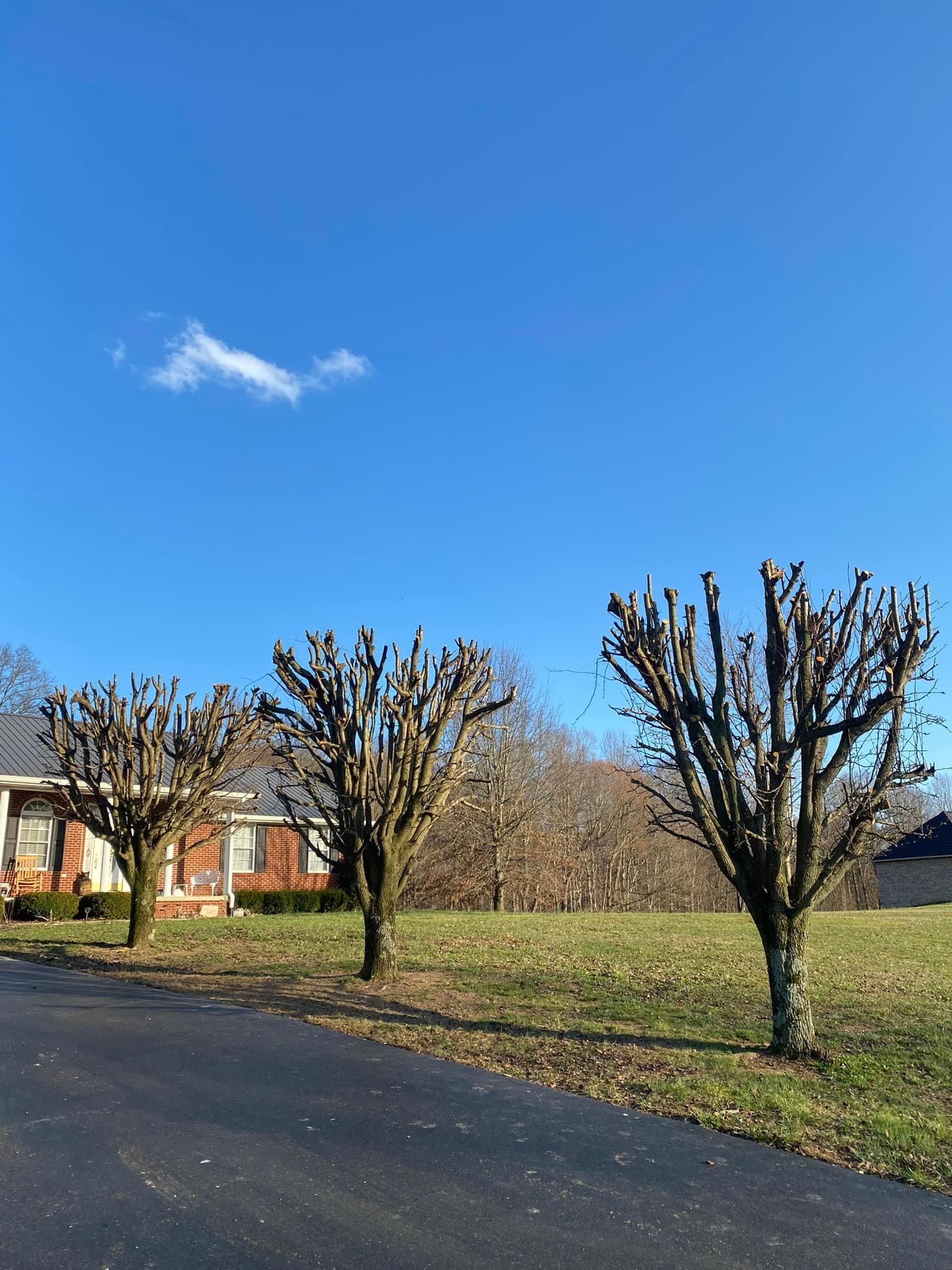 Fall and Spring Clean Up for Atwood’s Tree Care in Liberty,  KY