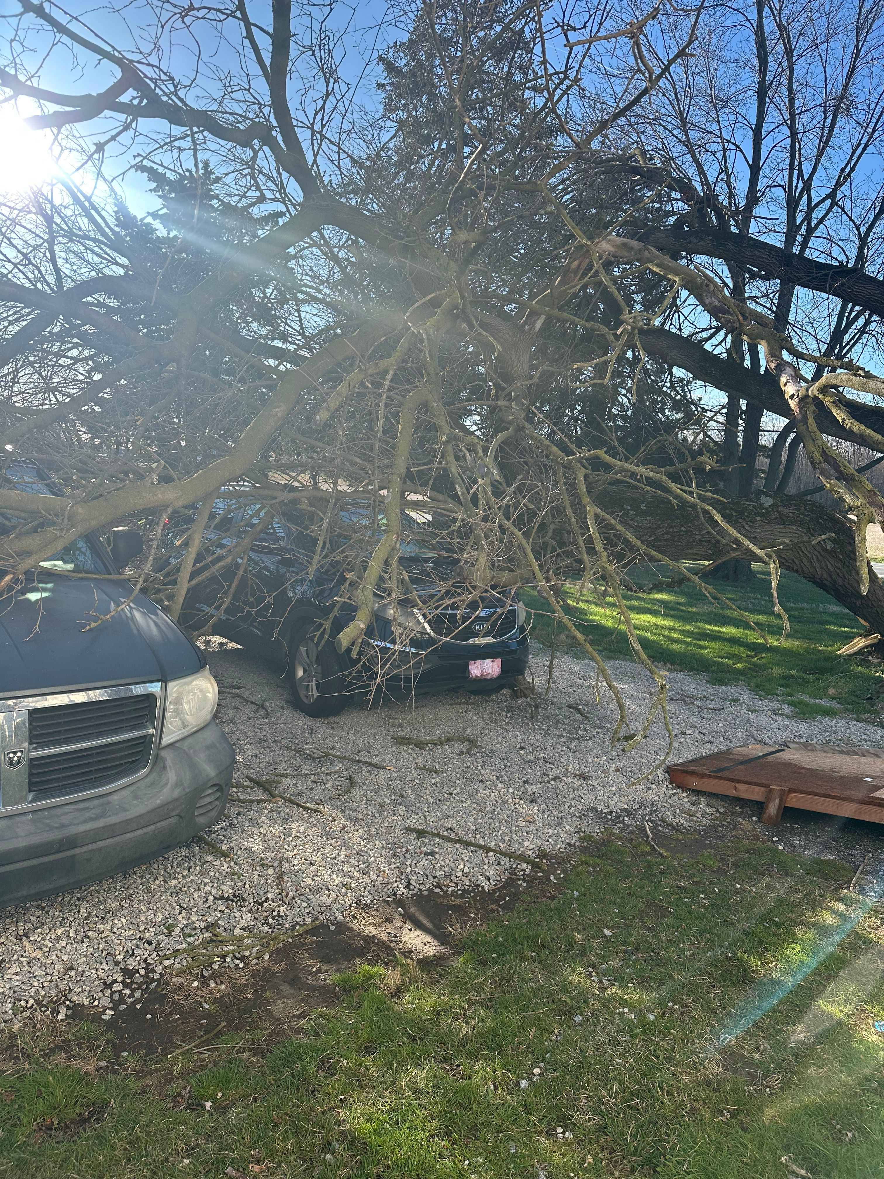  for Loockerman's Tree and Stump Removal in Dover, DE
