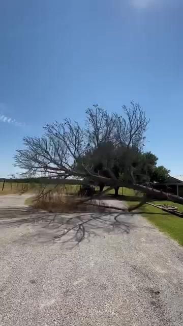  for Marks Tree Service in Fort Worth, TX